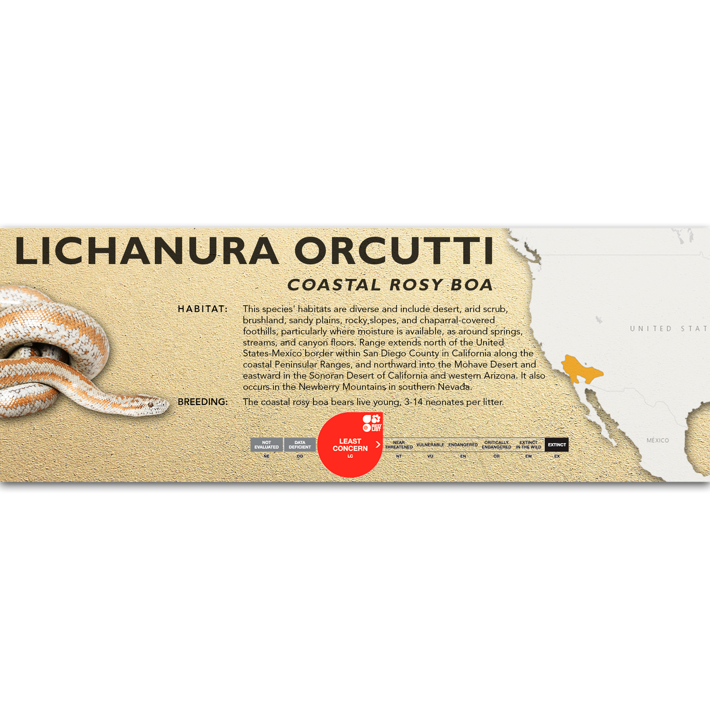 Coastal Rosy Boa (Lichanura orcutti) Classic Vivarium Label