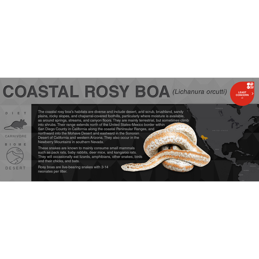Coastal Rosy Boa (Lichanura orcutti) - Black Series Vivarium Label
