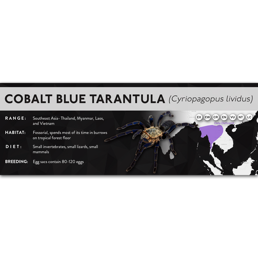 Cobalt Blue Tarantula (Cyriopagopus lividus) - X Label