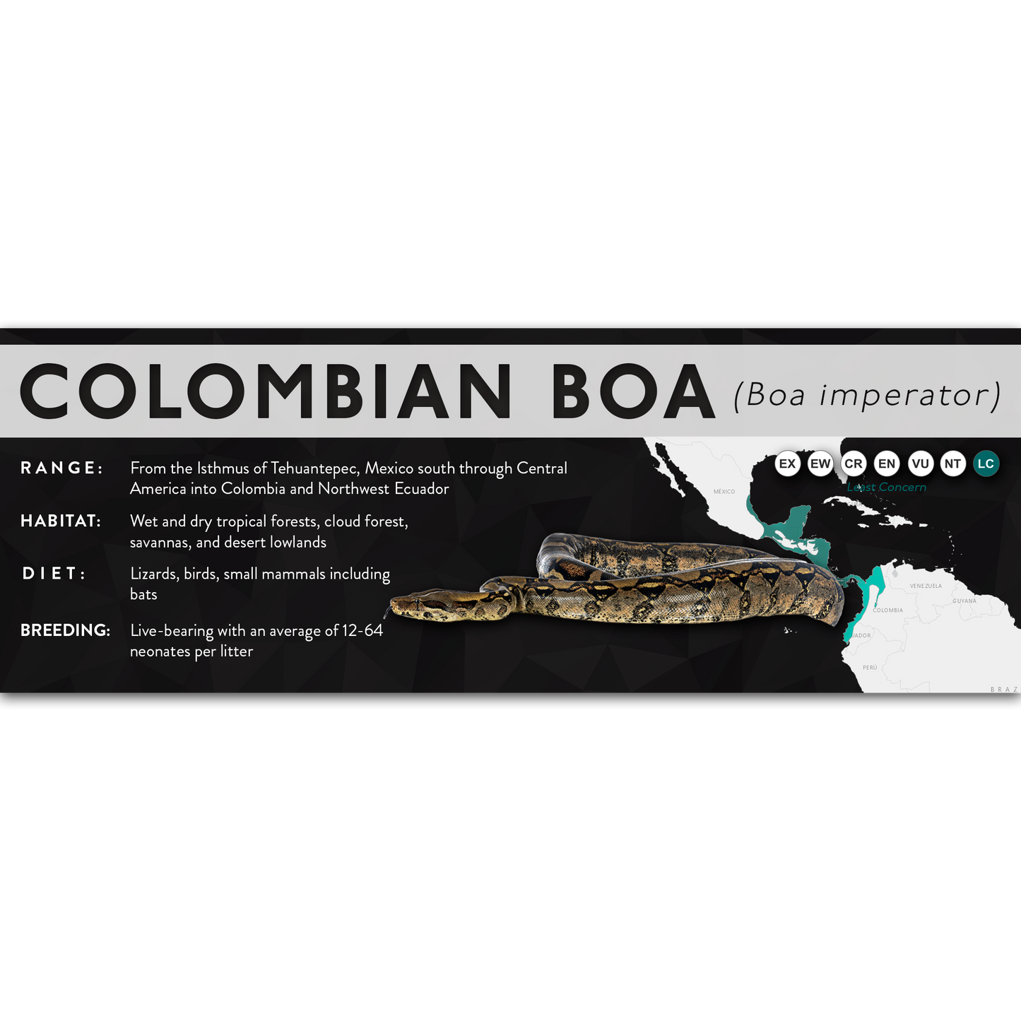 Central American Boa (Boa imperator) - X Label