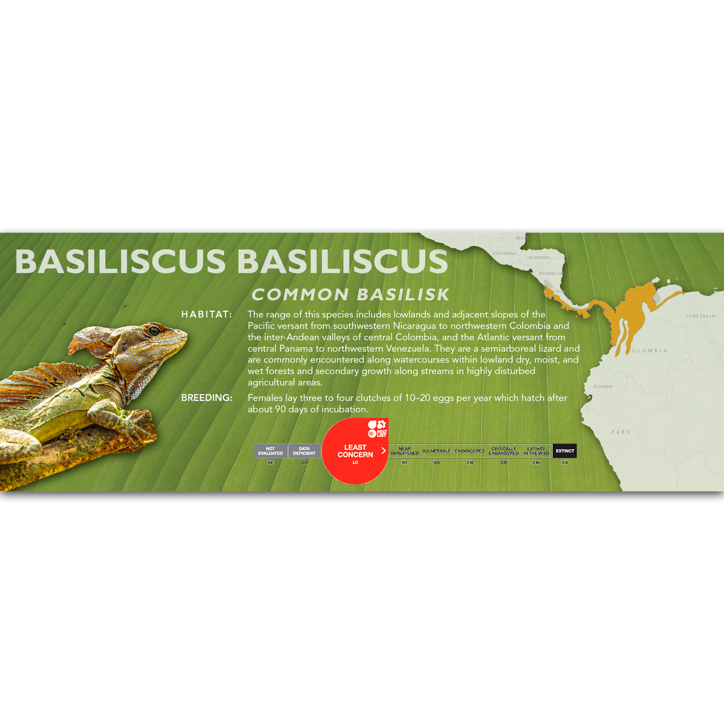 Common Basilisk (Basiliscus basiliscus) Classic Vivarium Label