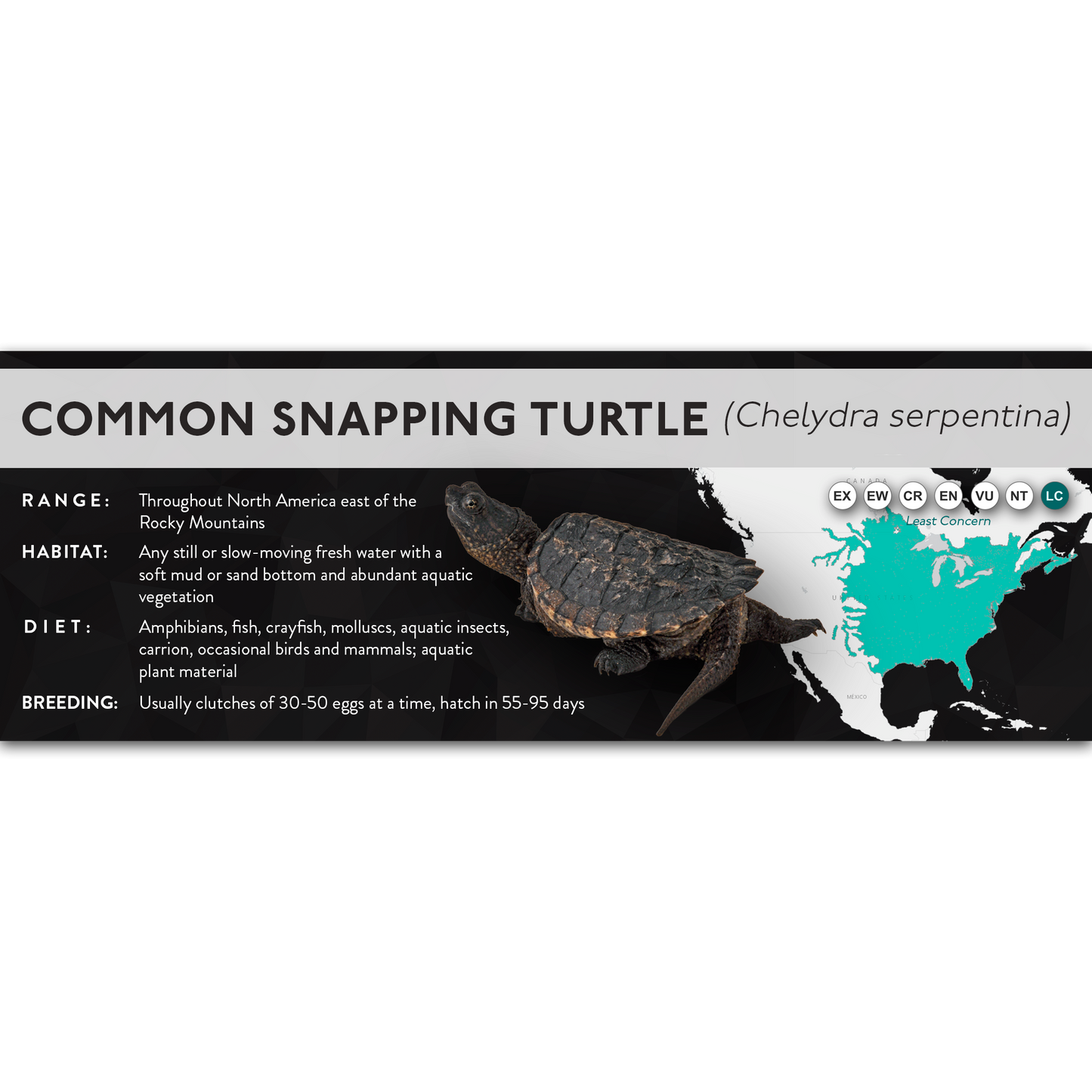 Common Snapping Turtle (Chelydra serpentina) - X Label