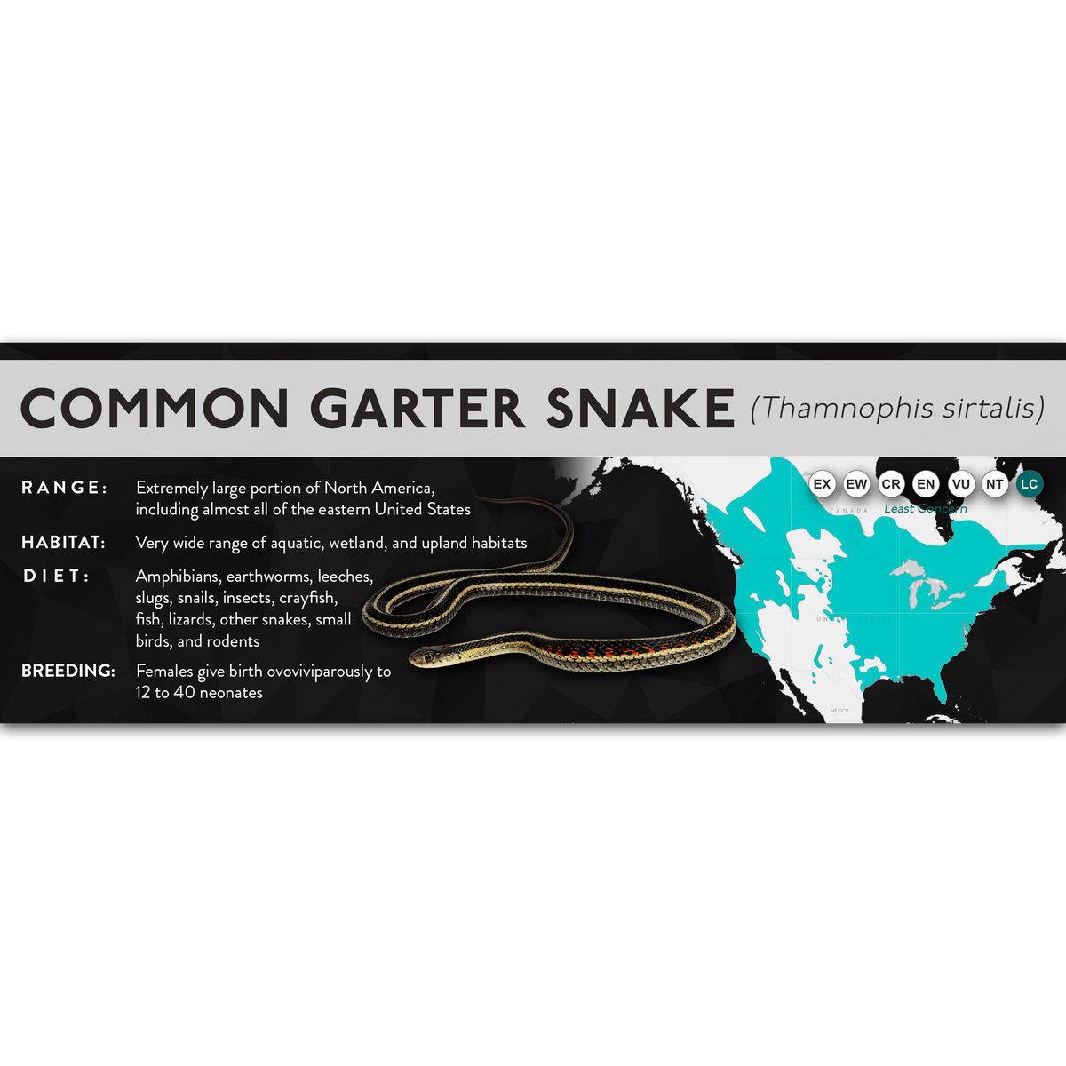 Common Garter Snake (Thamnophis sirtalis) - X Label