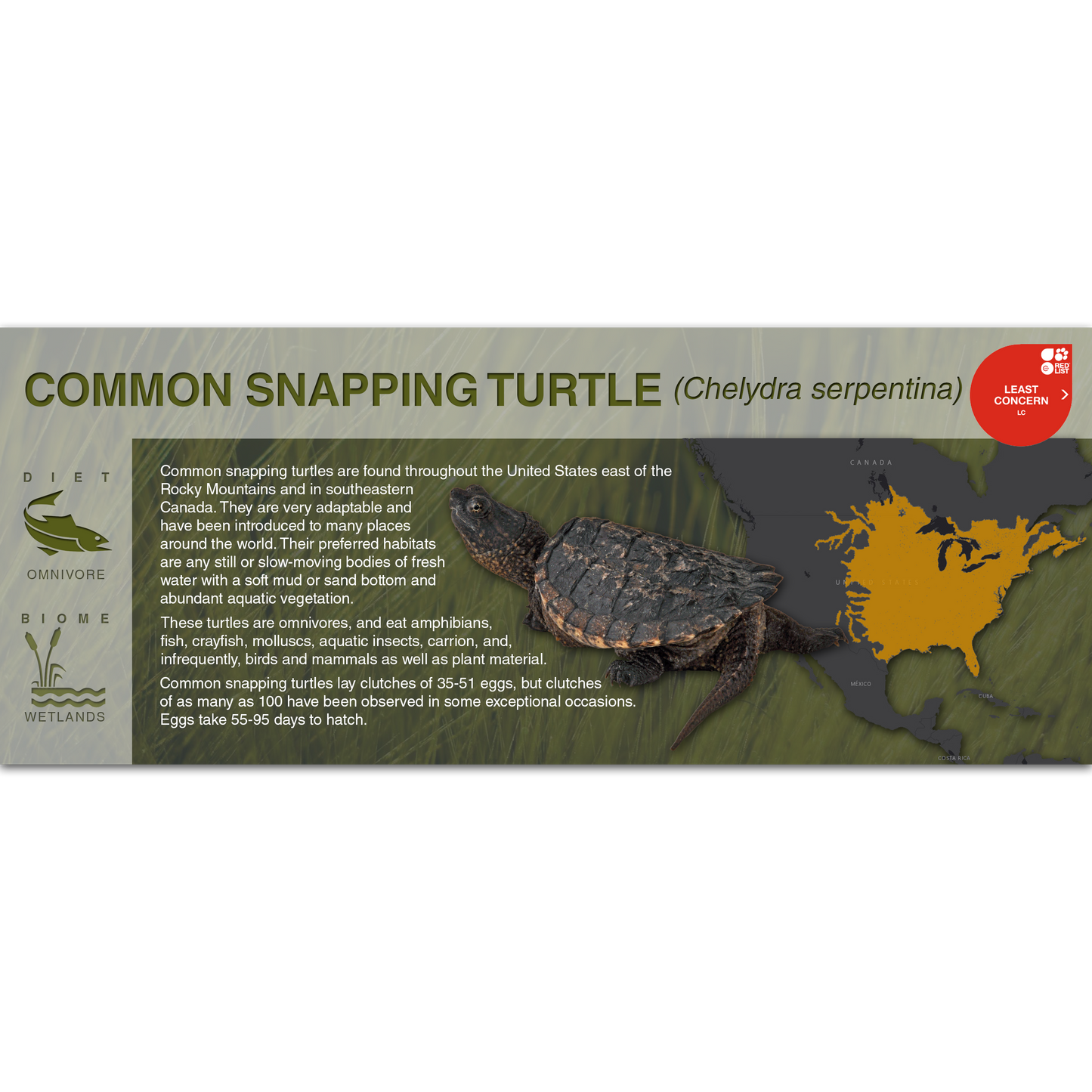 Common Snapping Turtle (Chelydra serpentina) - Black Series Vivarium Label