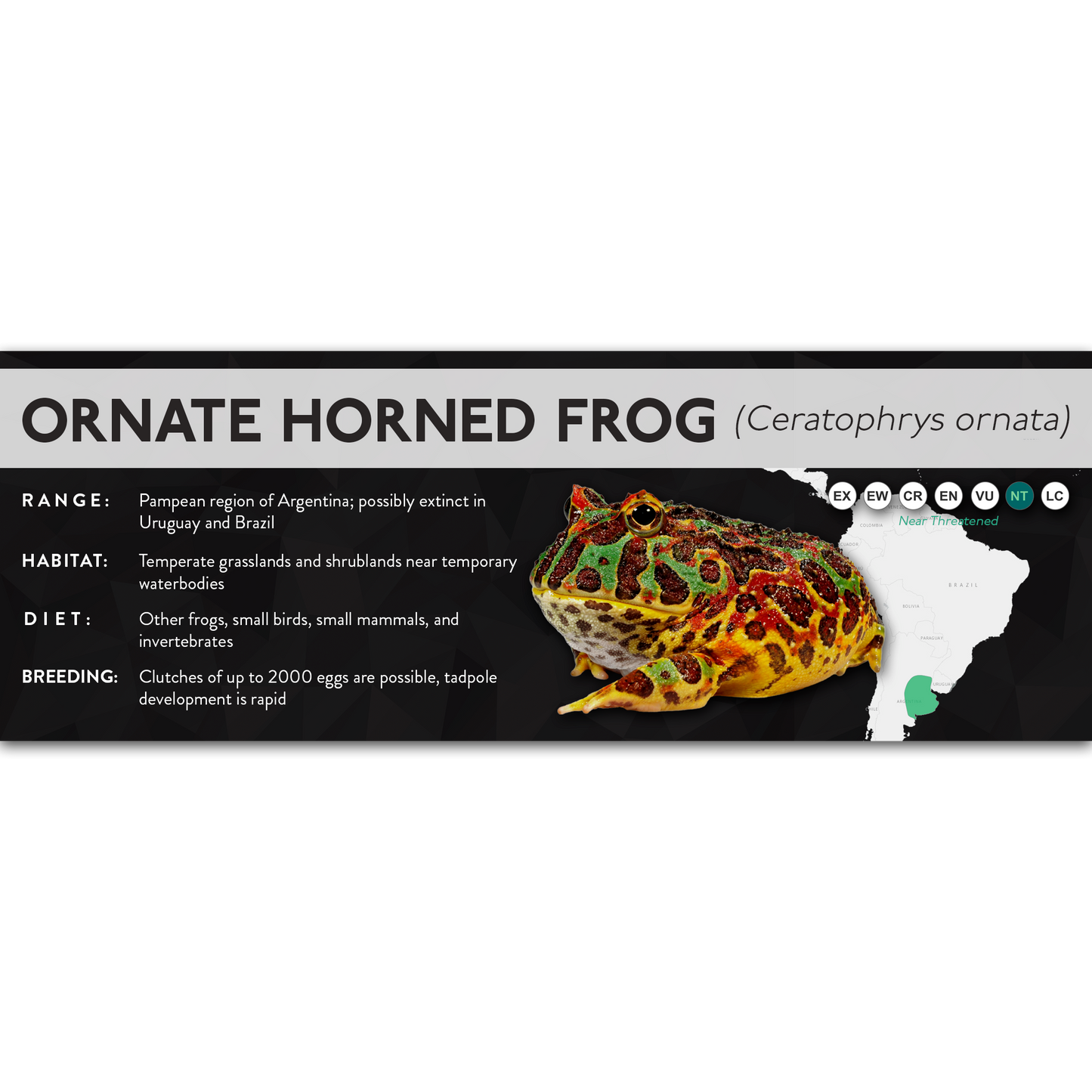 Ornate Horned Frog (Ceratophrys ornata) - X Label