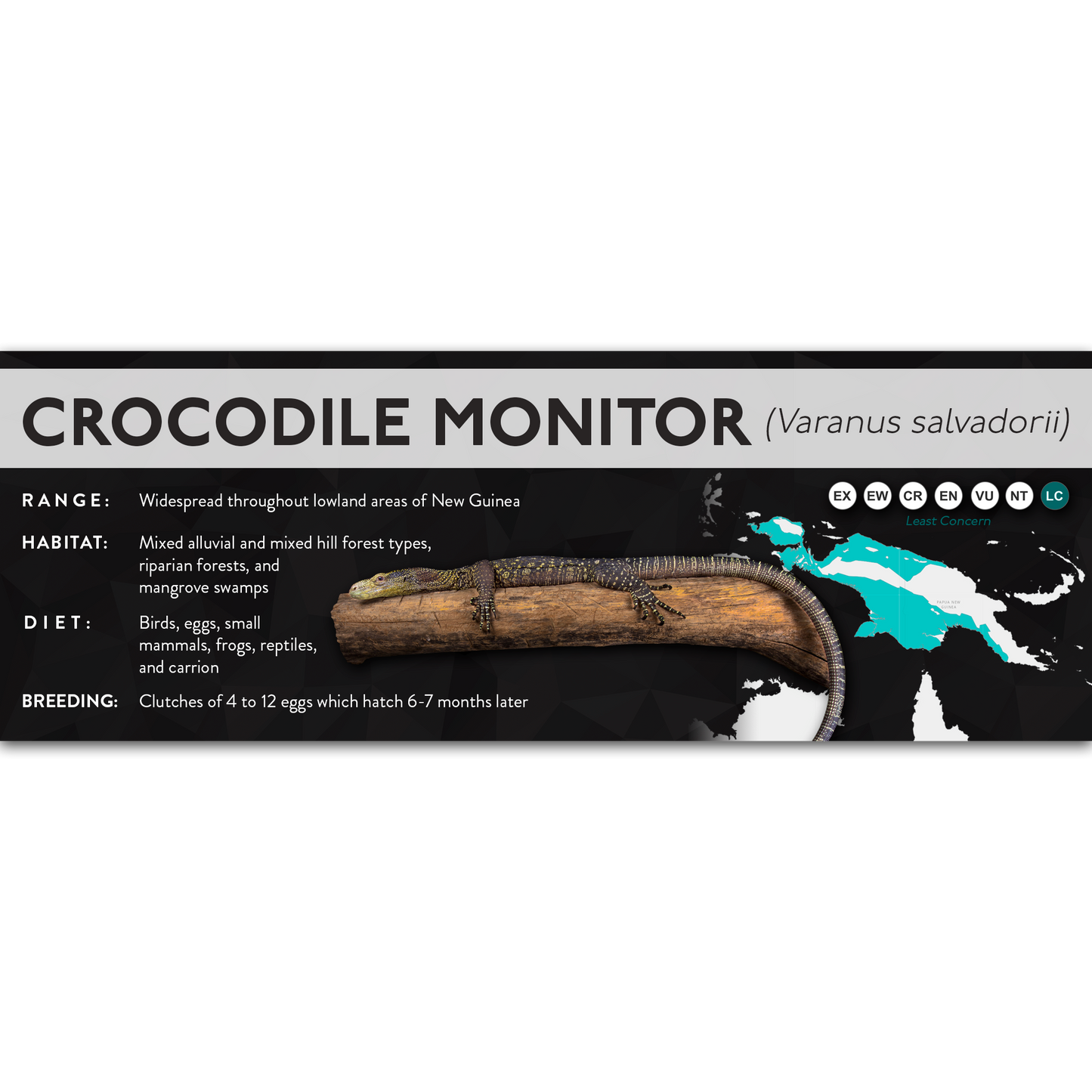 Crocodile Monitor (Varanus salvadorii) - X Label