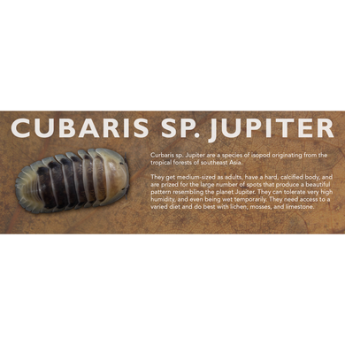 Cubaris sp. Jupiter - Isopod Label