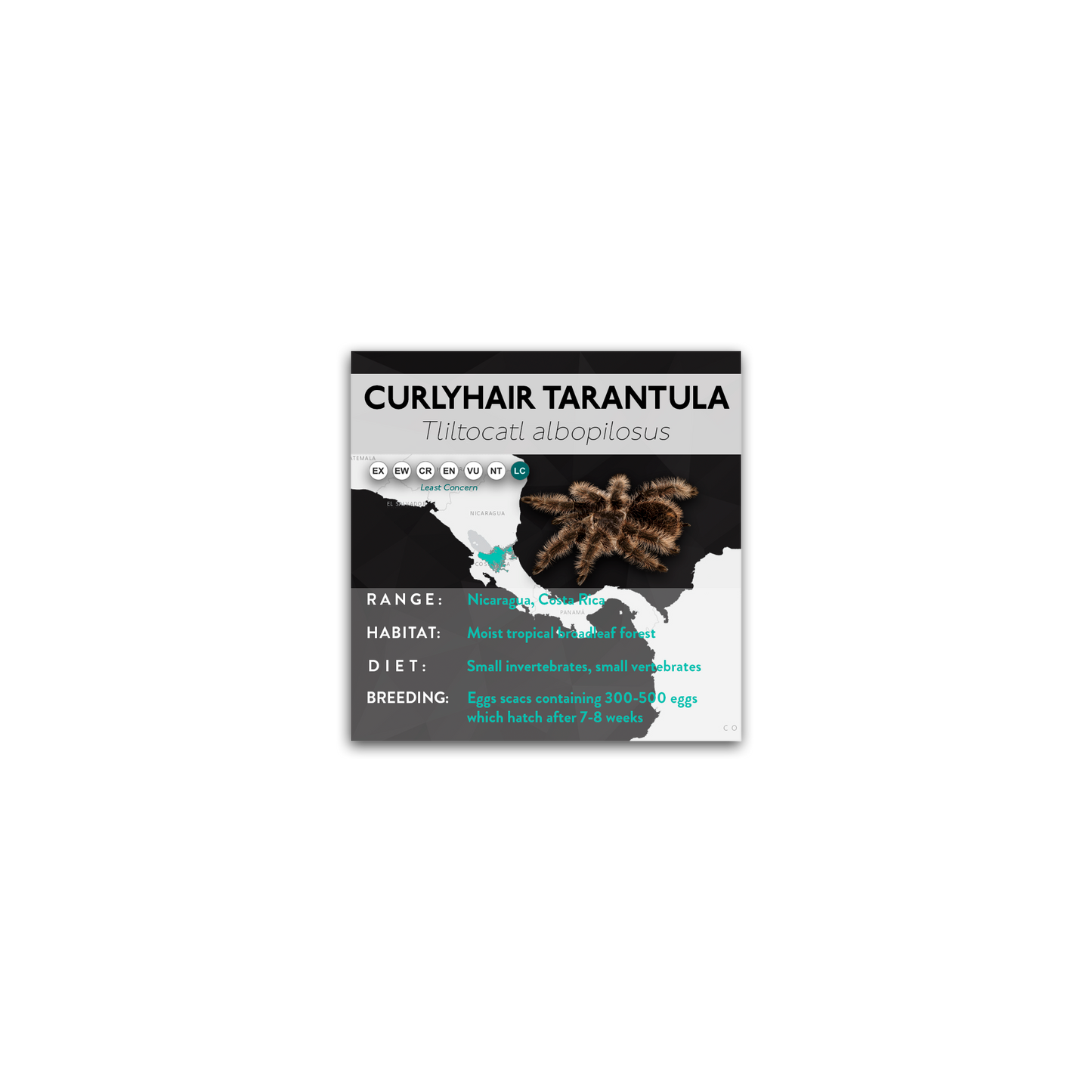 Curlyhair Tarantula (Tliltocatl albopilosus) - X Label