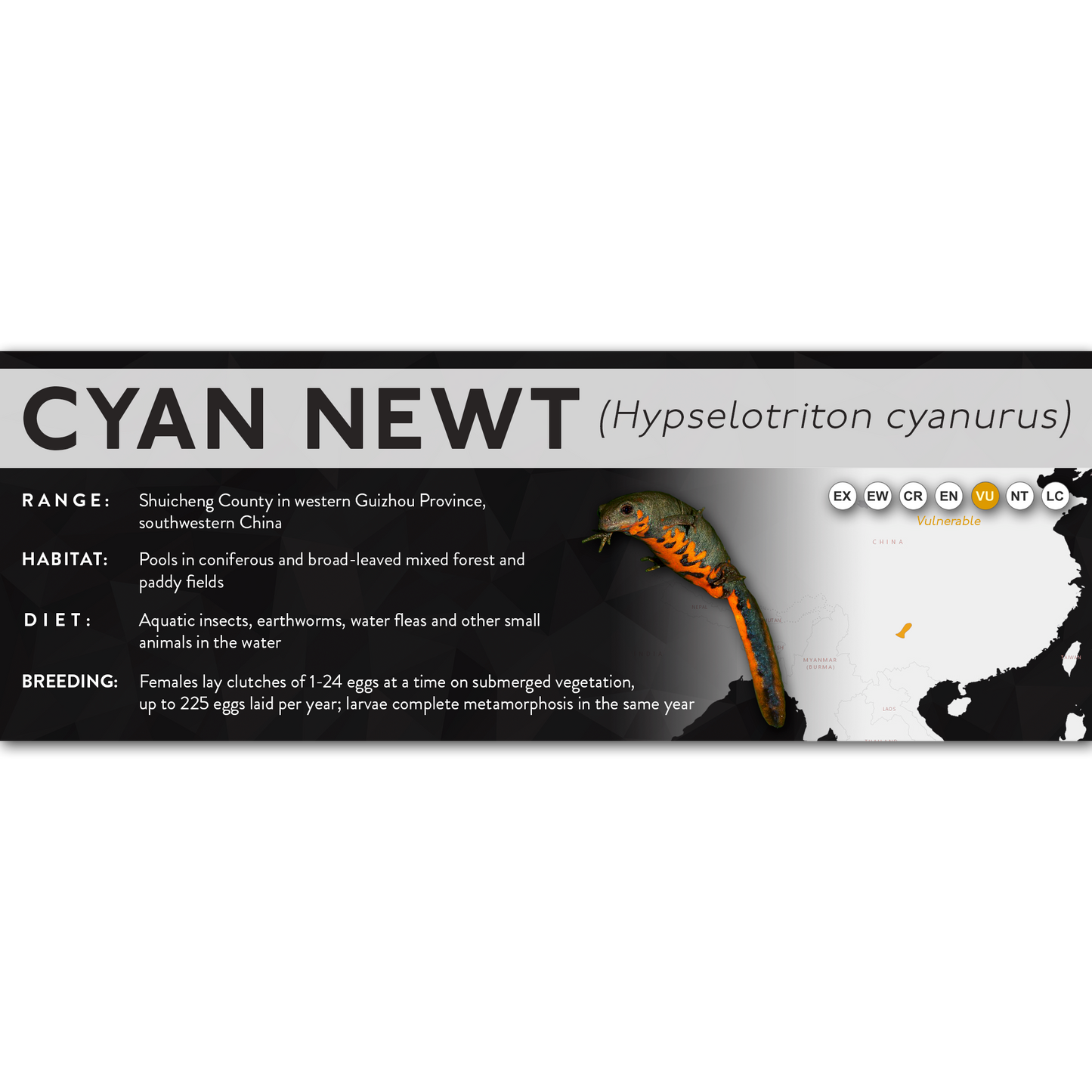 Cyan Newt (Hypselotriton cyanurus) - X Label