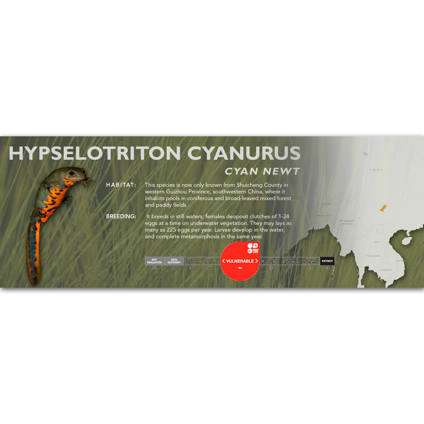 Cyan Newt (Hypselotriton cyanurus) - Classic Vivarium Label