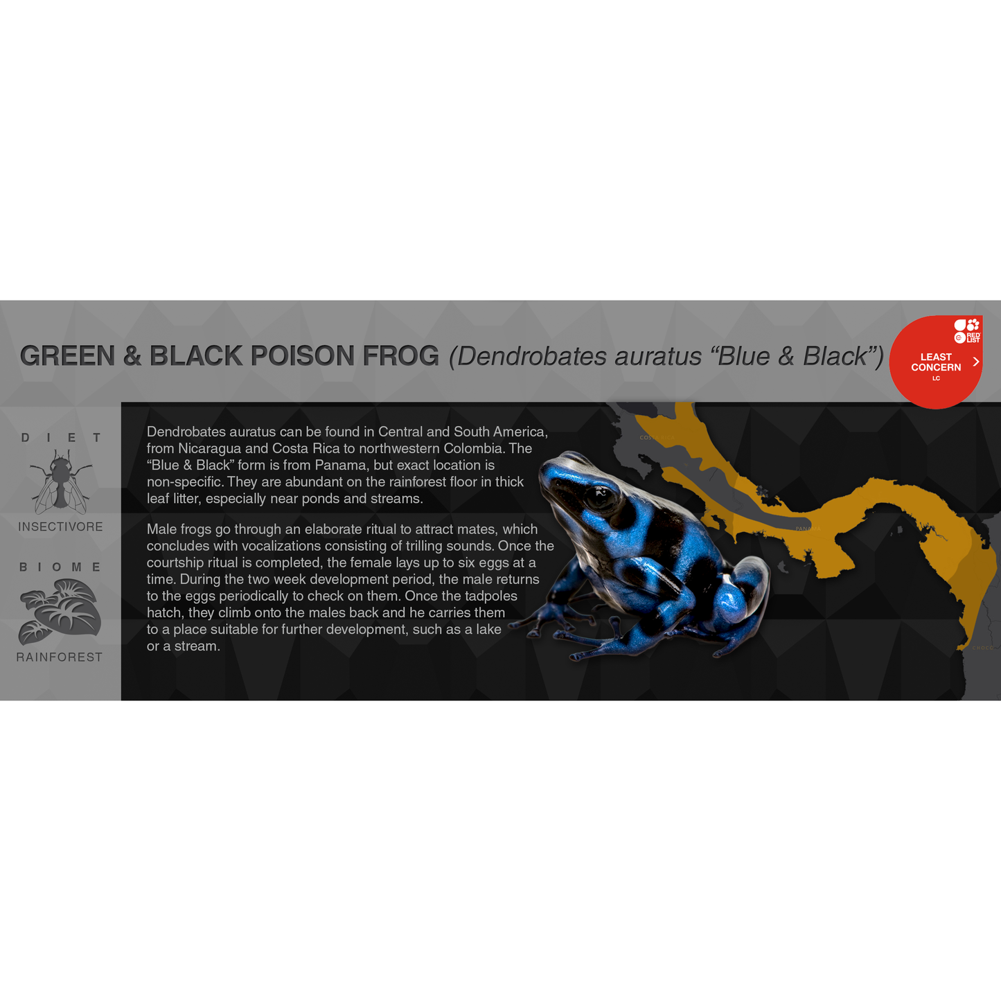 Green & Black Poison Frog (Dendrobates auratus) - Black Series Vivarium Label