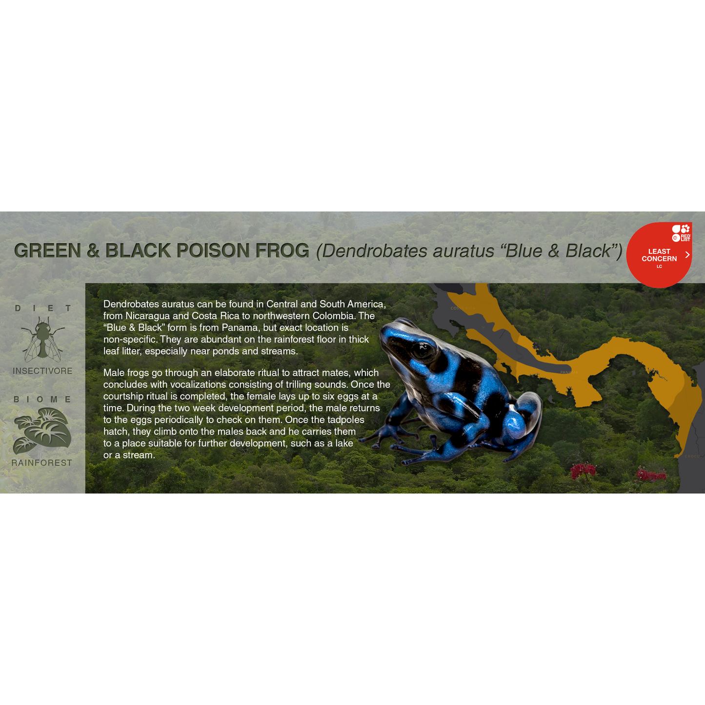 Green & Black Poison Frog (Dendrobates auratus) - Black Series Vivarium Label