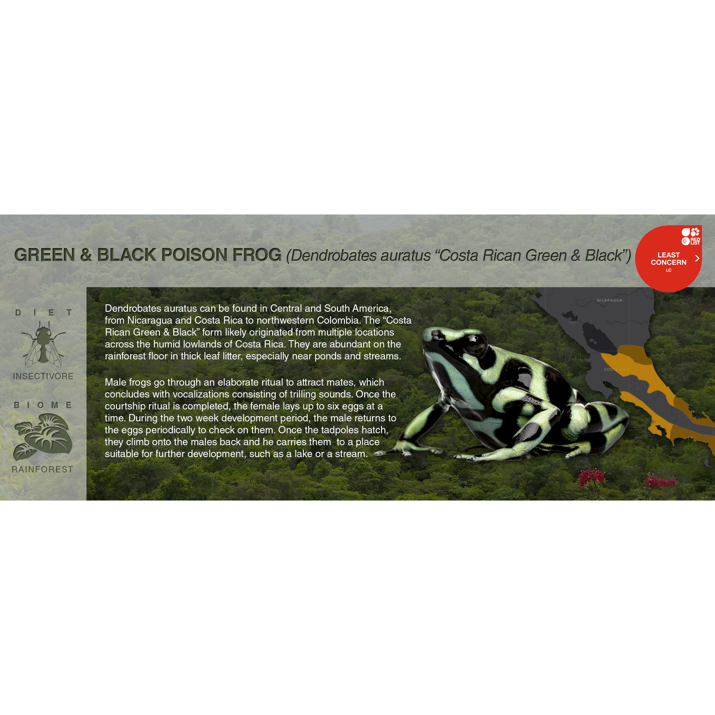 Green & Black Poison Frog (Dendrobates auratus) - Black Series Vivarium Label