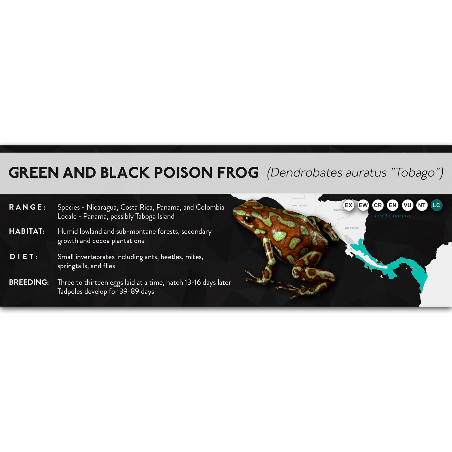 Green and Black Poison Frog (Dendrobates auratus) - X Label