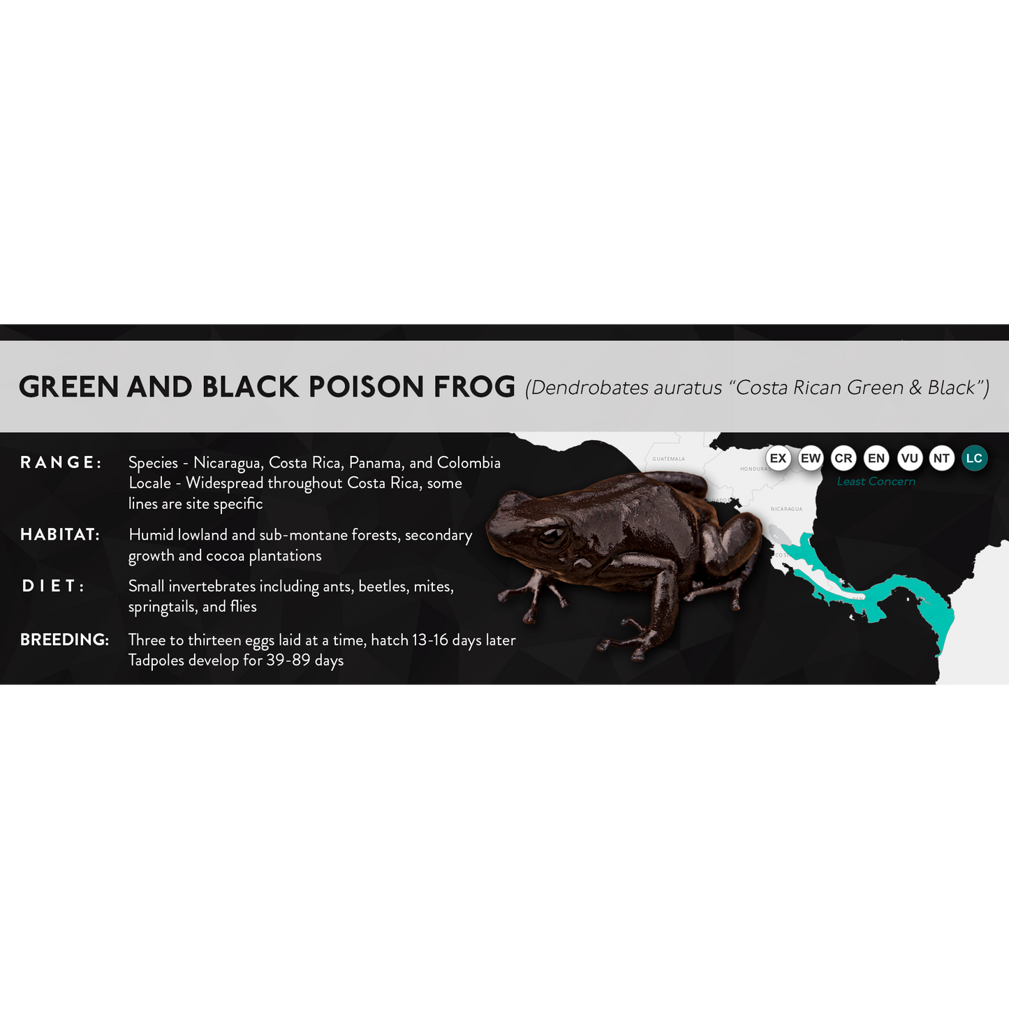Green and Black Poison Frog (Dendrobates auratus) - X Label