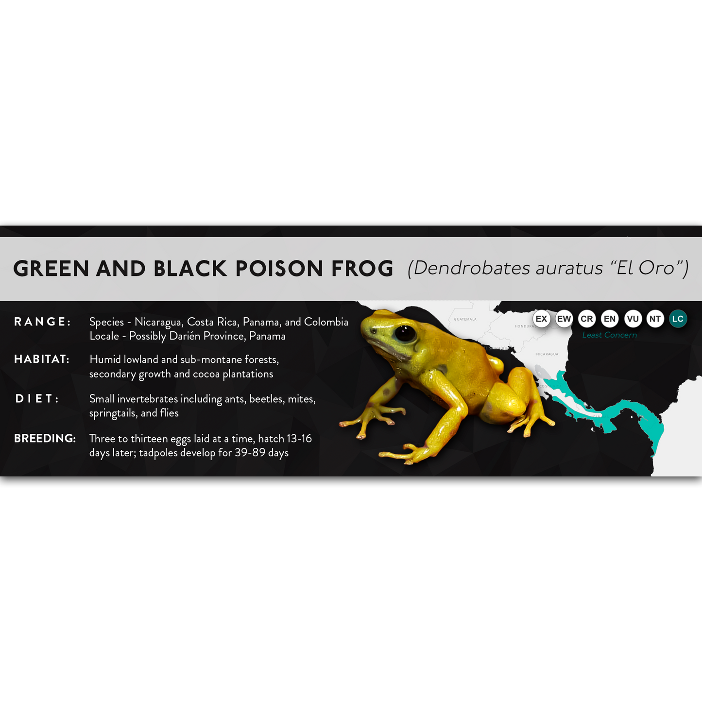 Green and Black Poison Frog (Dendrobates auratus) - X Label