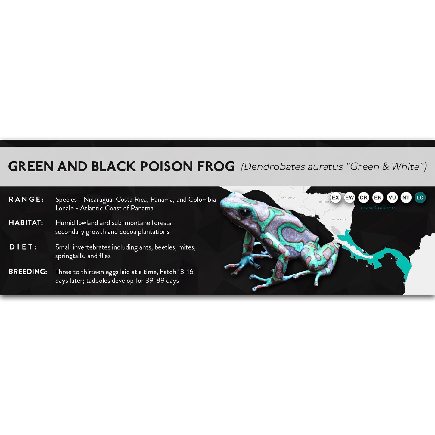 Green and Black Poison Frog (Dendrobates auratus) - X Label