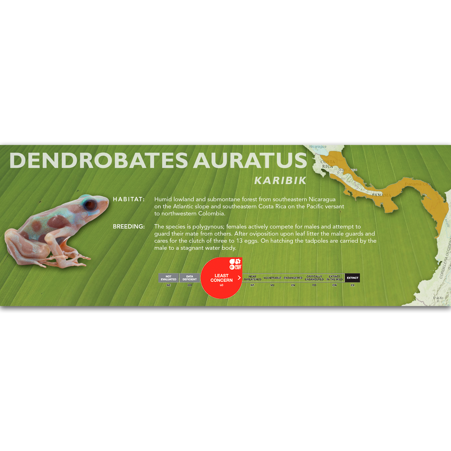 Dendrobates auratus - Classic Vivarium Label