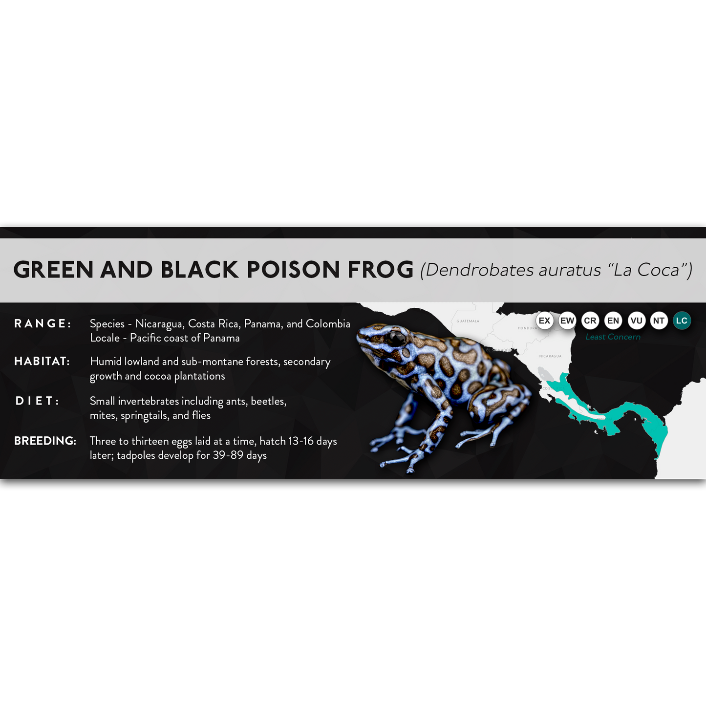 Green and Black Poison Frog (Dendrobates auratus) - X Label