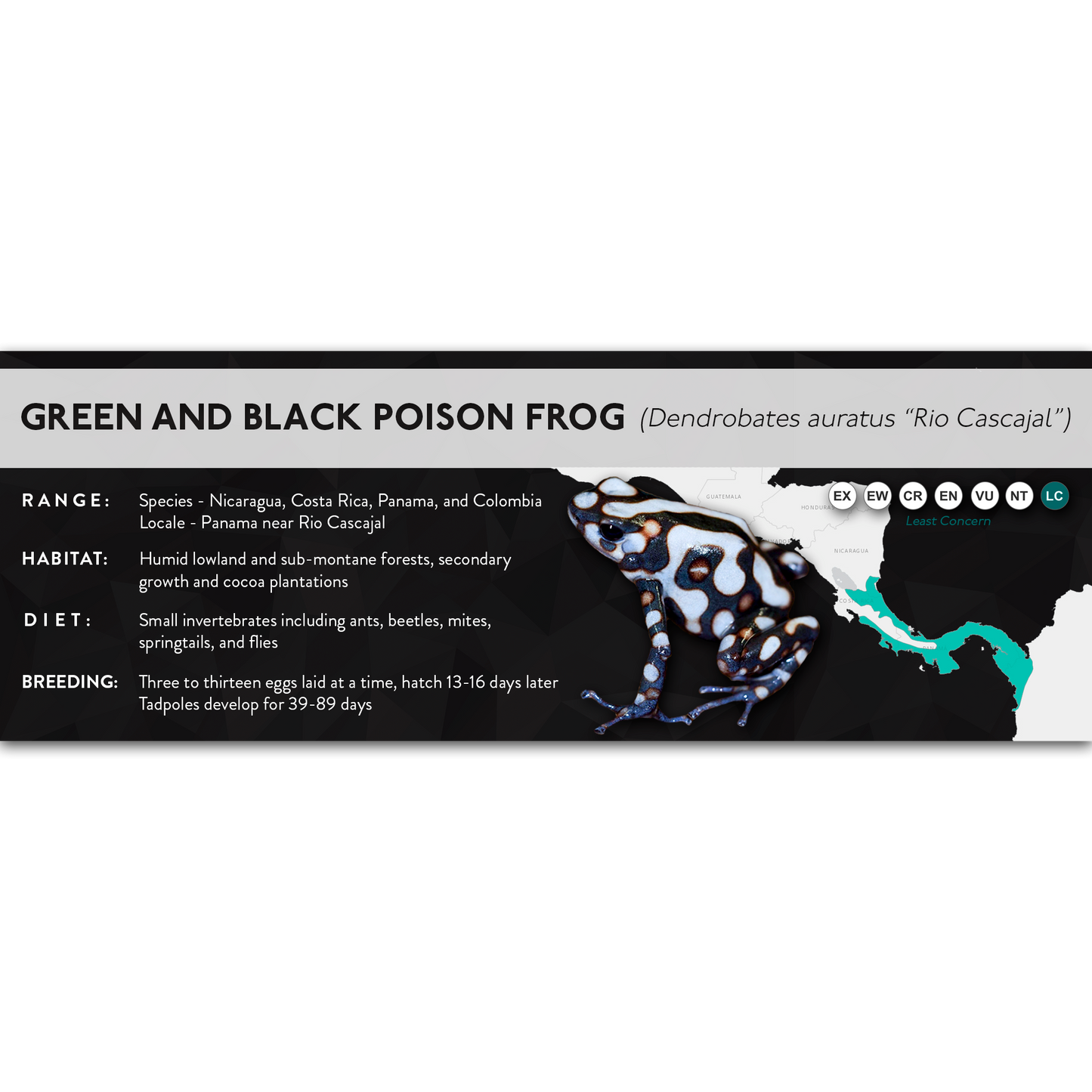 Green and Black Poison Frog (Dendrobates auratus) - X Label