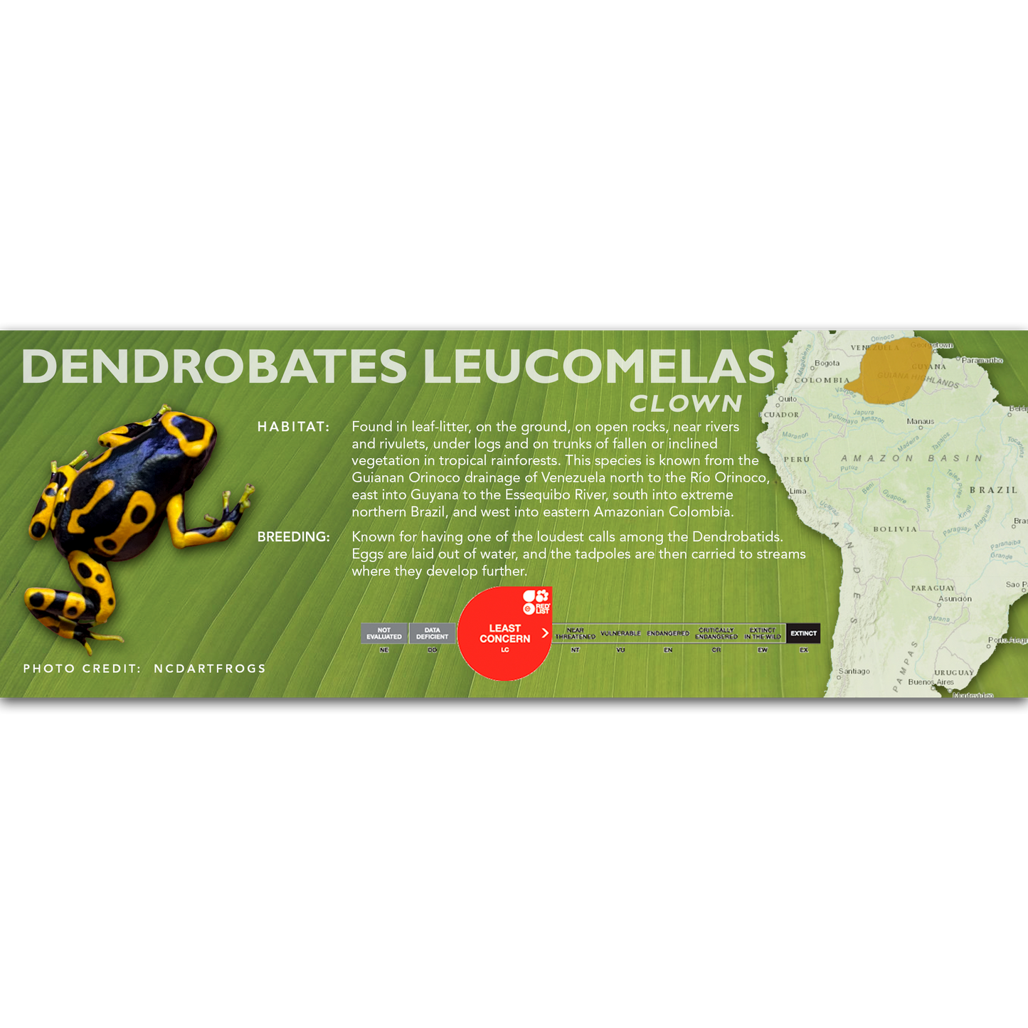 Dendrobates leucomelas - Classic Vivarium Label