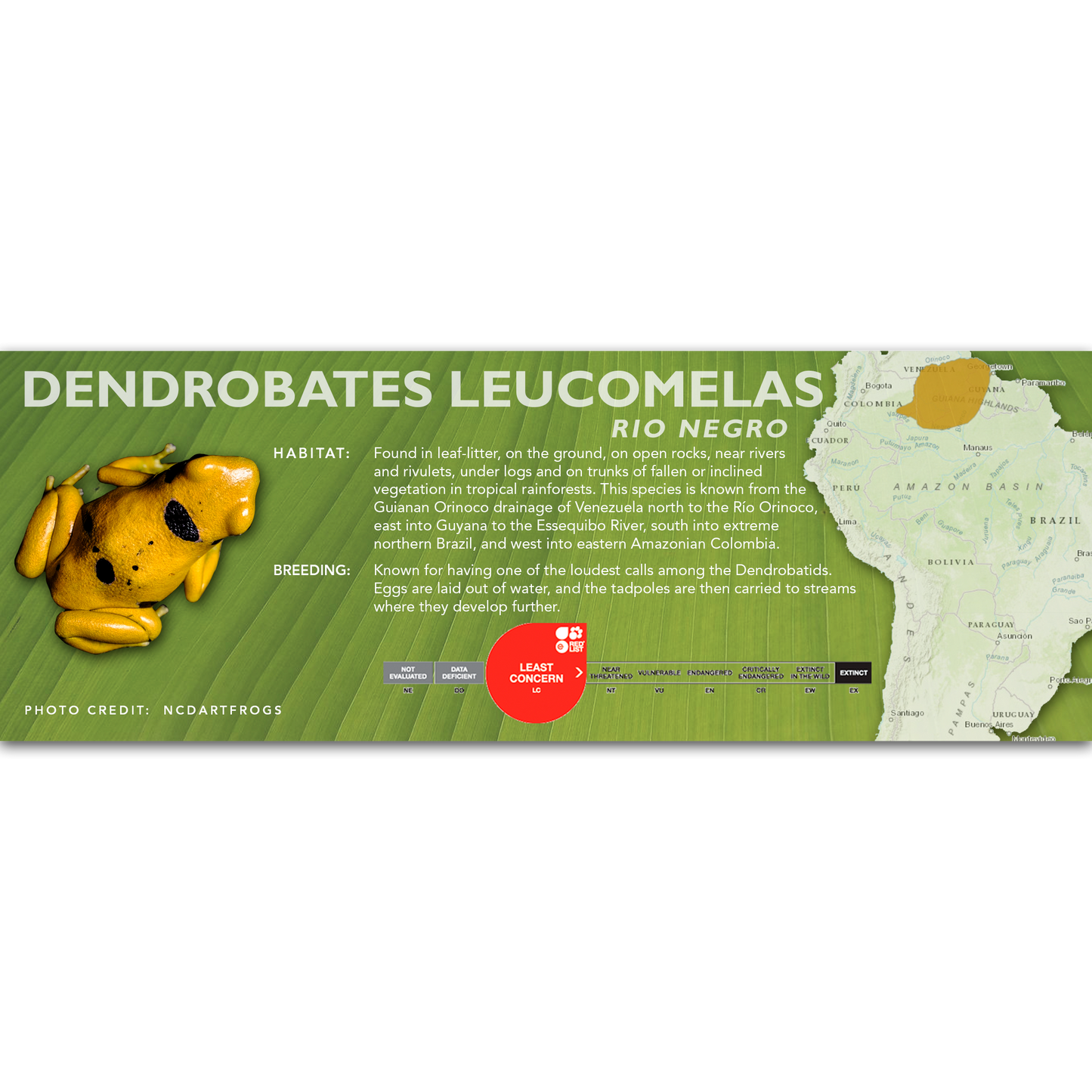 Dendrobates leucomelas - Classic Vivarium Label