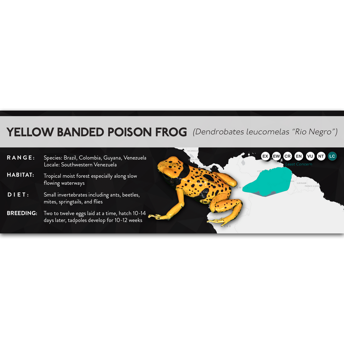 Yellow Banded Poison Frog (Dendrobates leucomelas) - X Label
