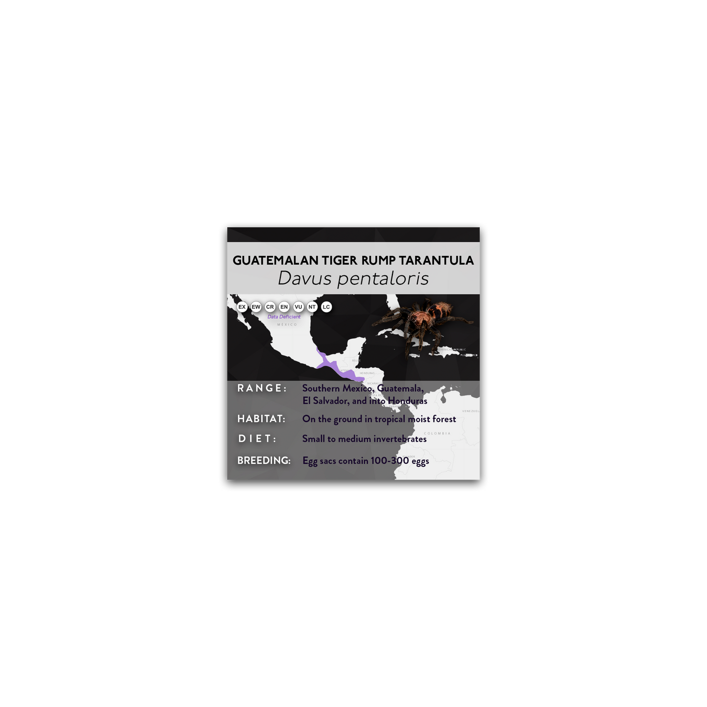 Guatemalan Tiger Rump Tarantula (Davus pentaloris) - X Label
