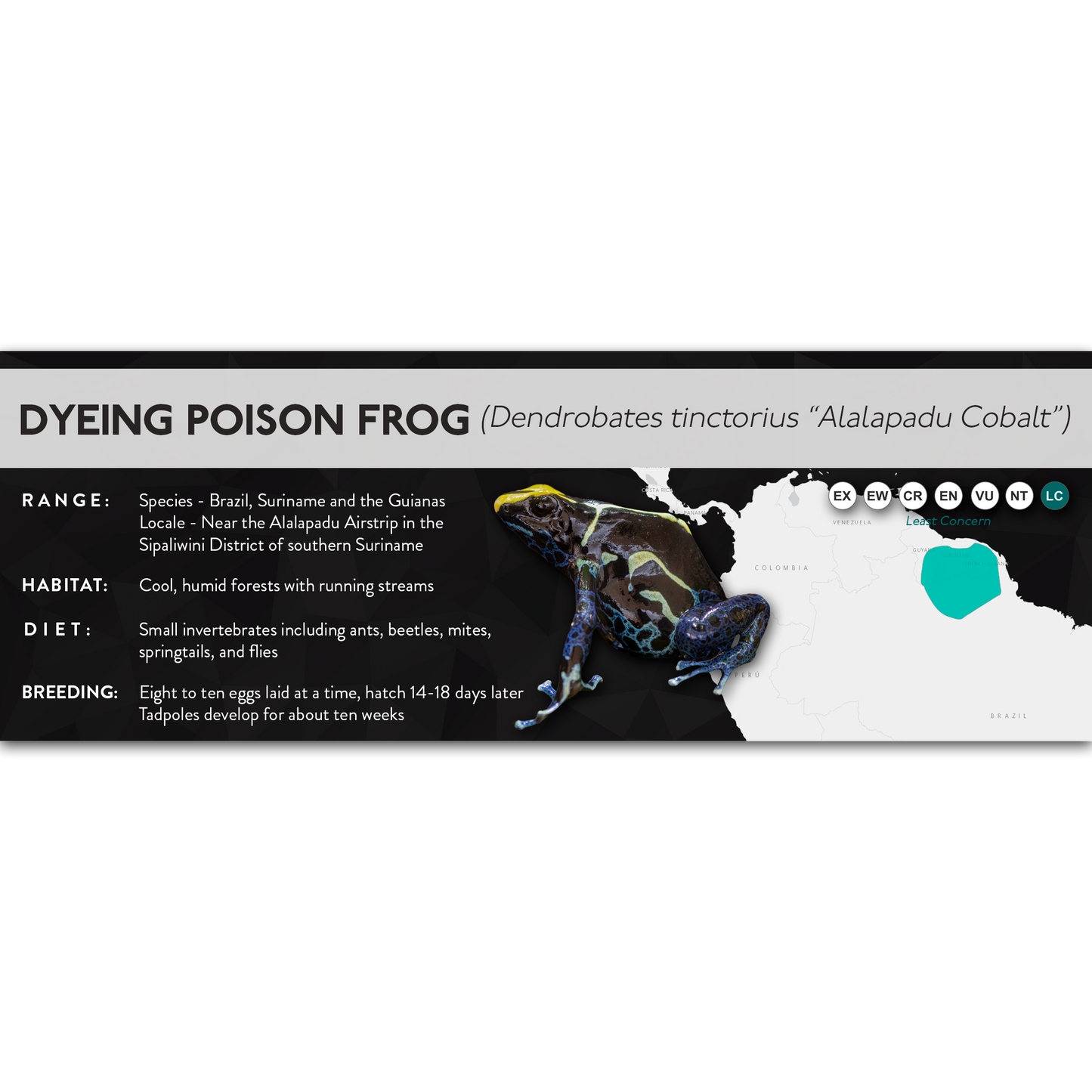 Dyeing Poison Frog (Dendrobates tinctorius) - X Label