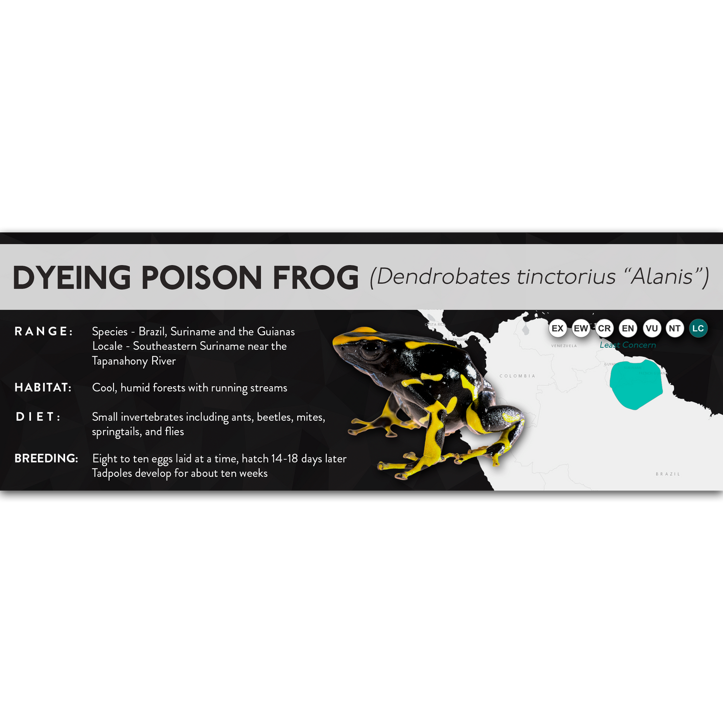 Dyeing Poison Frog (Dendrobates tinctorius) - X Label