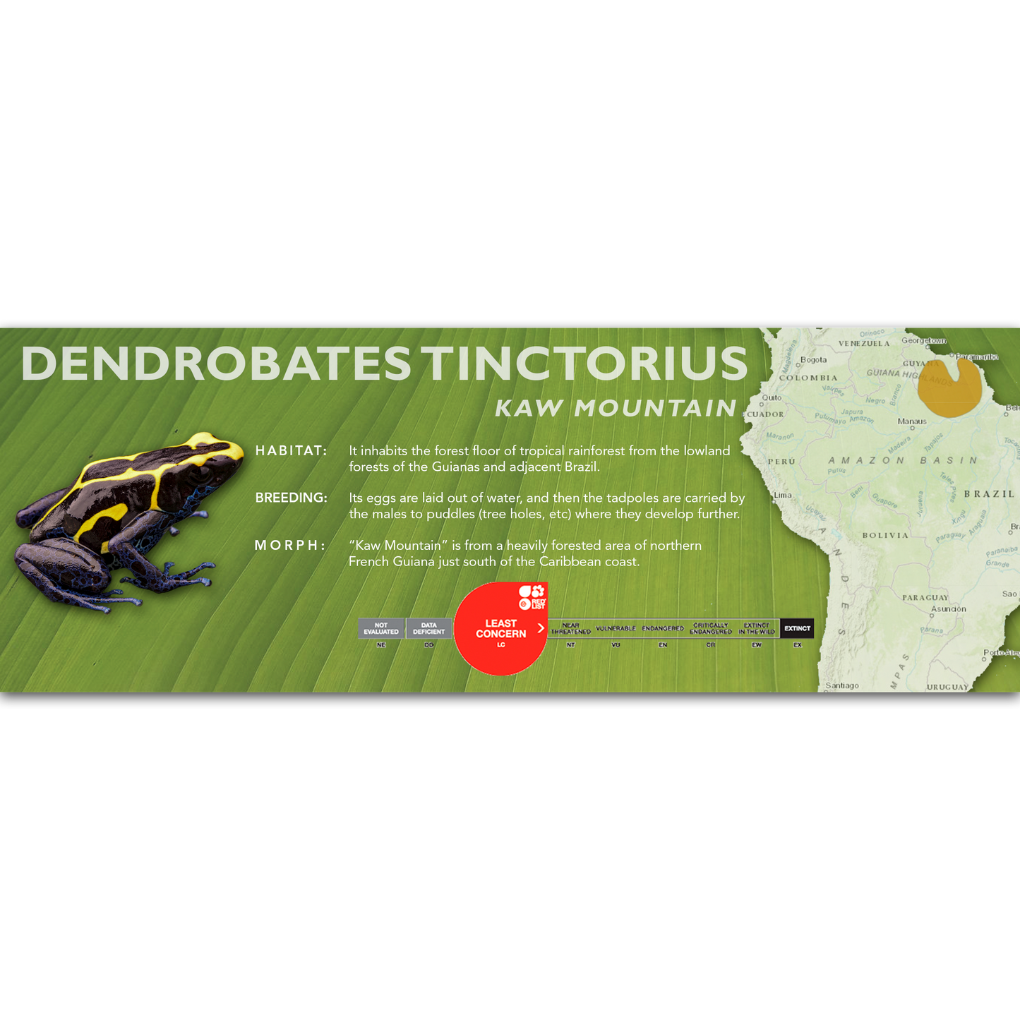 Dendrobates tinctorius - Classic Vivarium Label