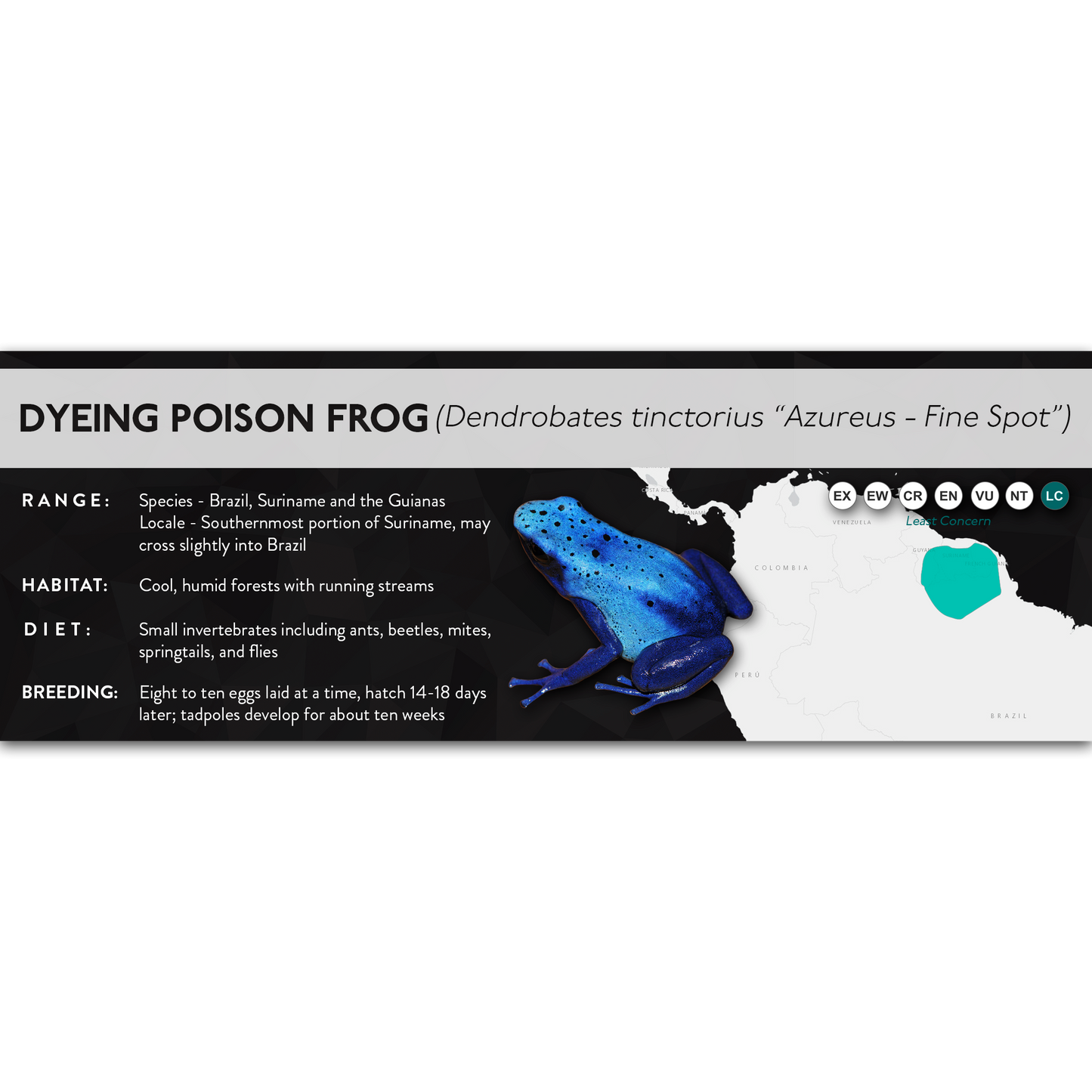 Dyeing Poison Frog (Dendrobates tinctorius) - X Label