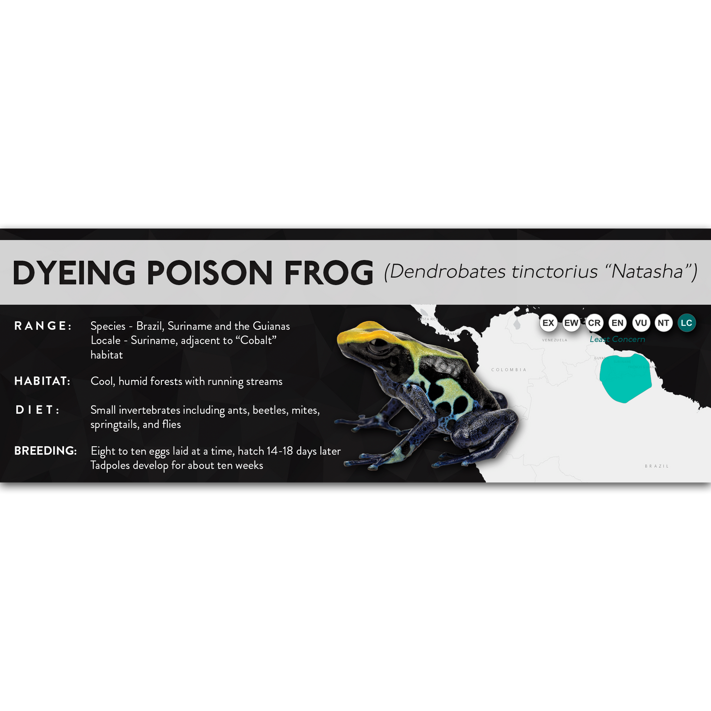 Dyeing Poison Frog (Dendrobates tinctorius) - X Label