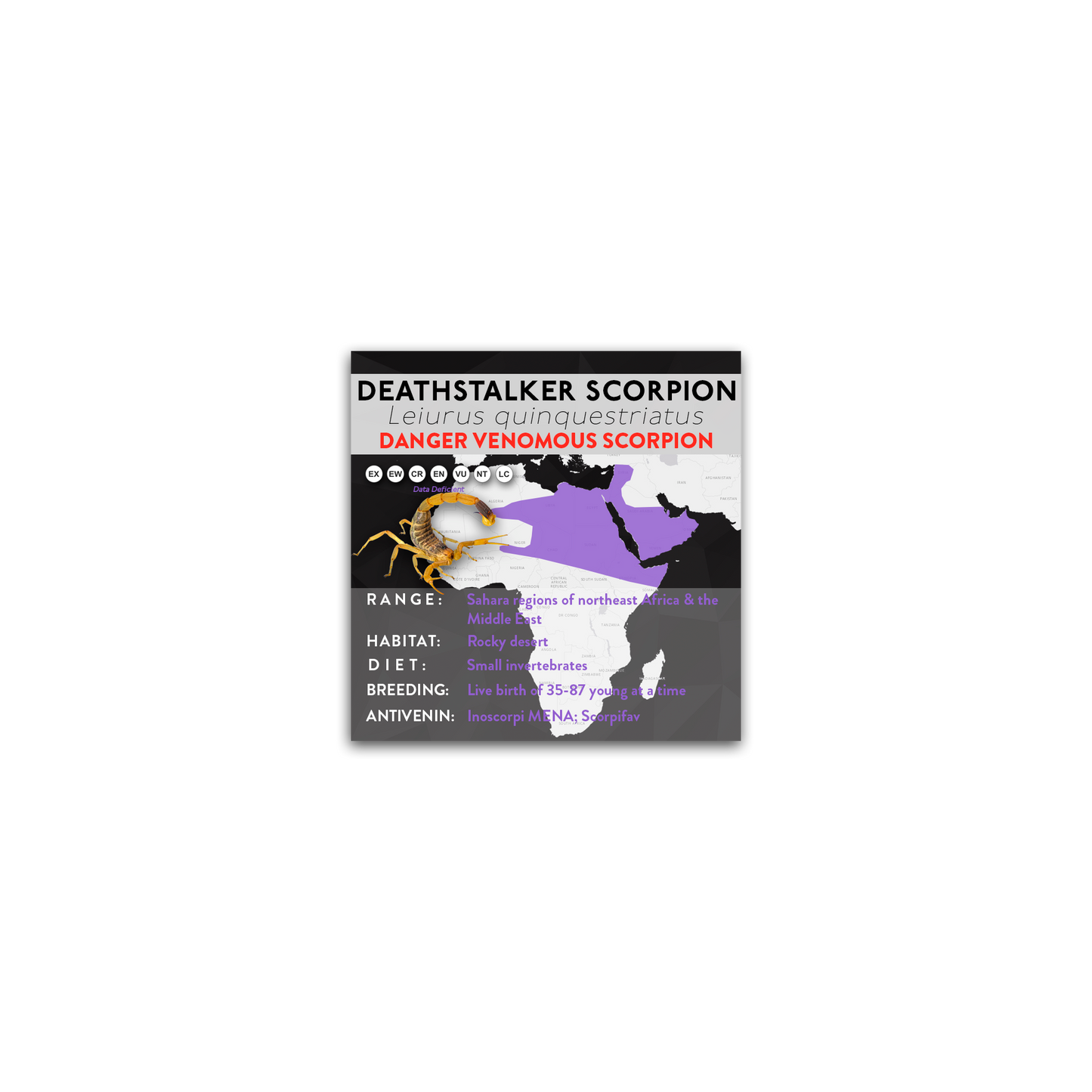 Deathstalker Scorpion (Leiurus quinquestriatus) - X Label