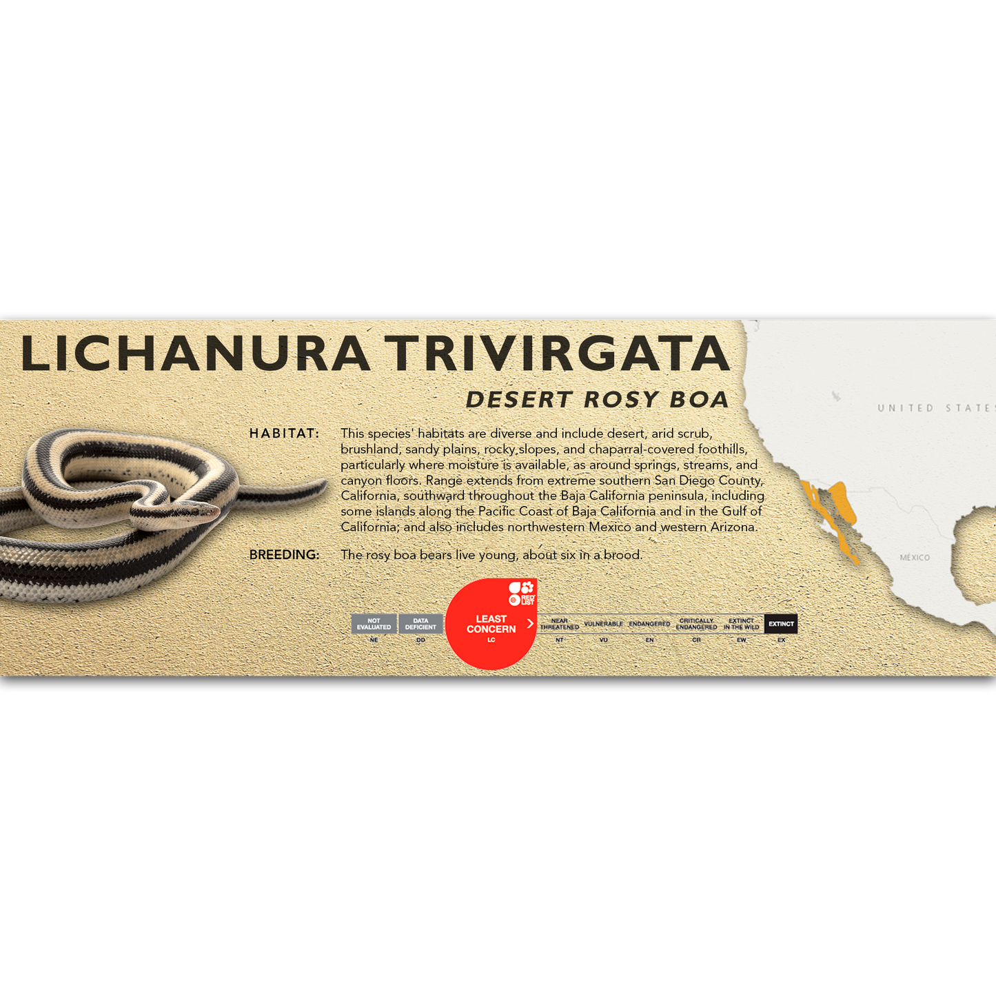 Desert Rosy Boa (Lichanura trivirgata) Classic Vivarium Label
