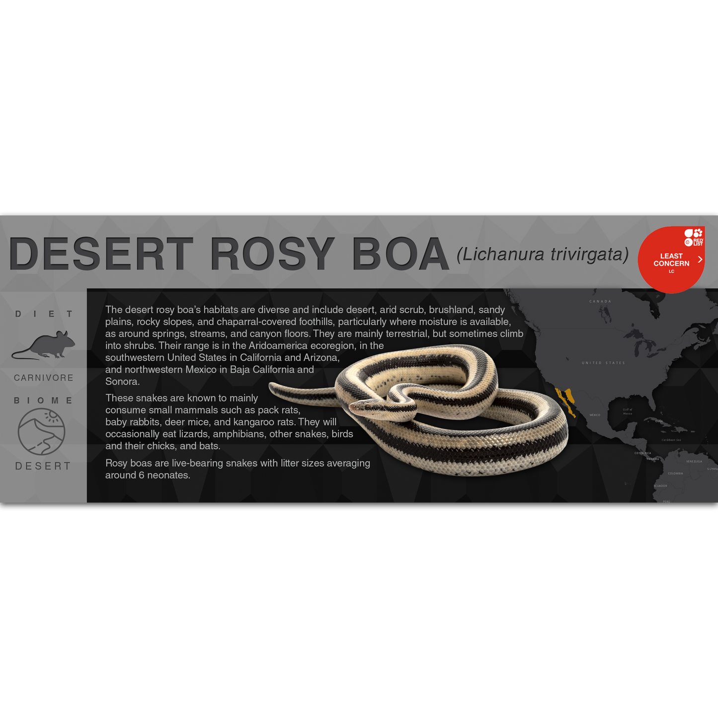 Desert Rosy Boa (Lichanura trivirgata) - Black Series Vivarium Label