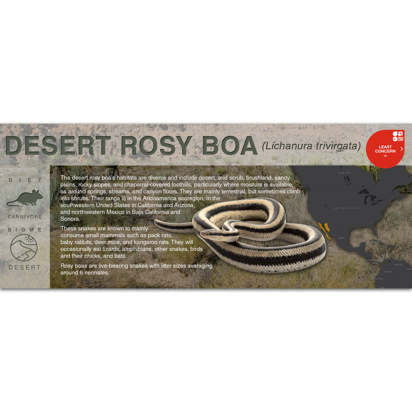 Desert Rosy Boa (Lichanura trivirgata) - Black Series Vivarium Label