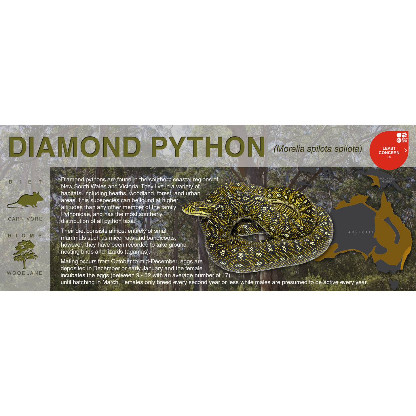 Carpet Python (Morelia spilota) - Black Series Vivarium Label