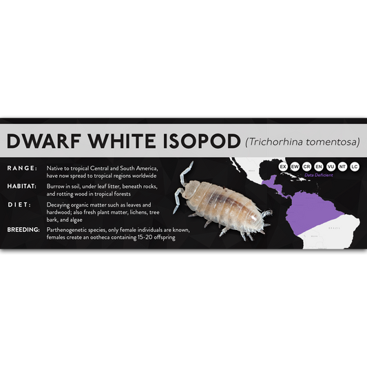 Dwarf White Isopod (Trichorhina tomentosa) - X Label