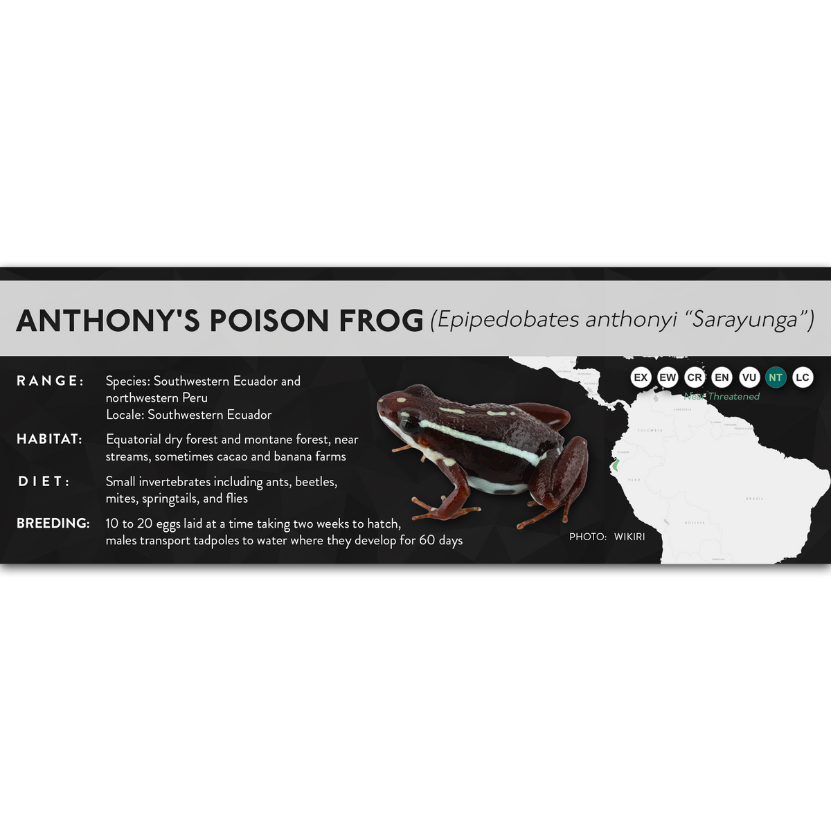 Anthony's Poison Frog (Epipedobates anthonyi) - X Label