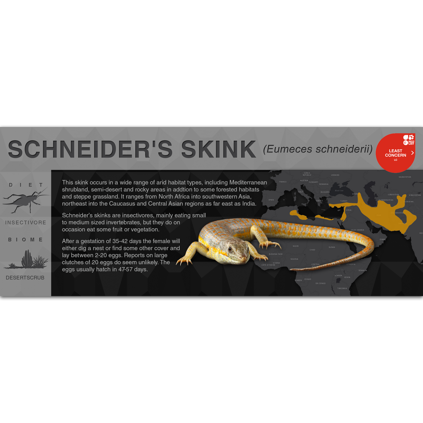 Schneider's Skink (Eumeces schneiderii) - Black Series Vivarium Label