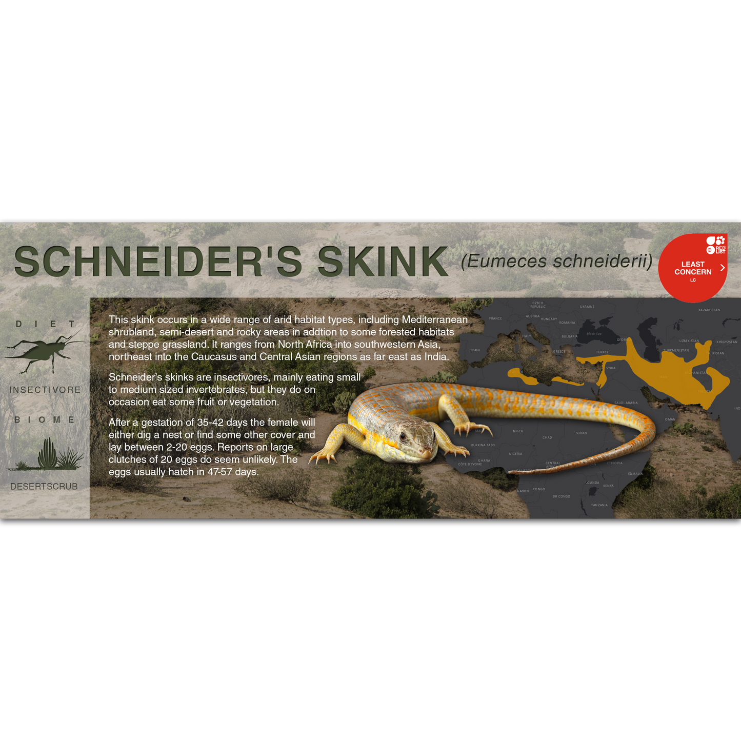 Schneider's Skink (Eumeces schneiderii) - Black Series Vivarium Label