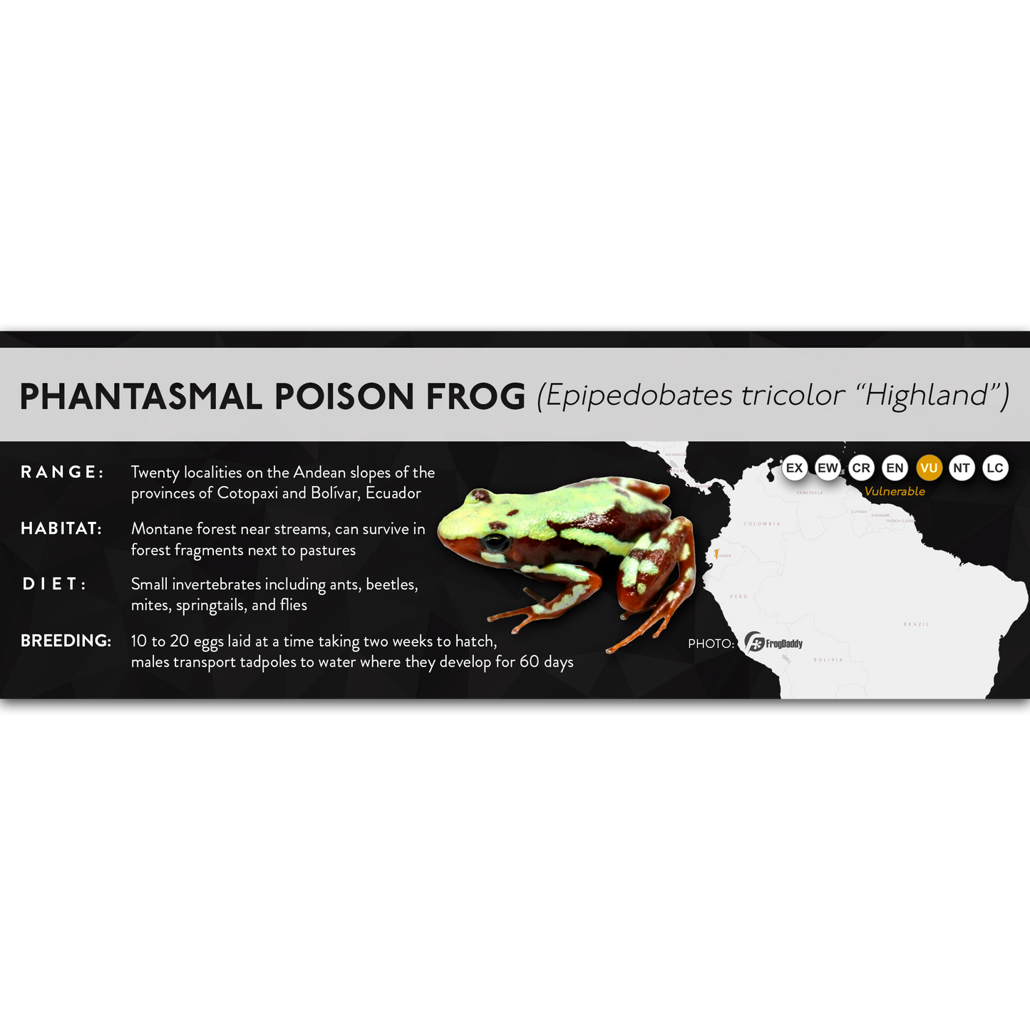 Phantasmal Poison Frog (Epipedobates tricolor) - X Label