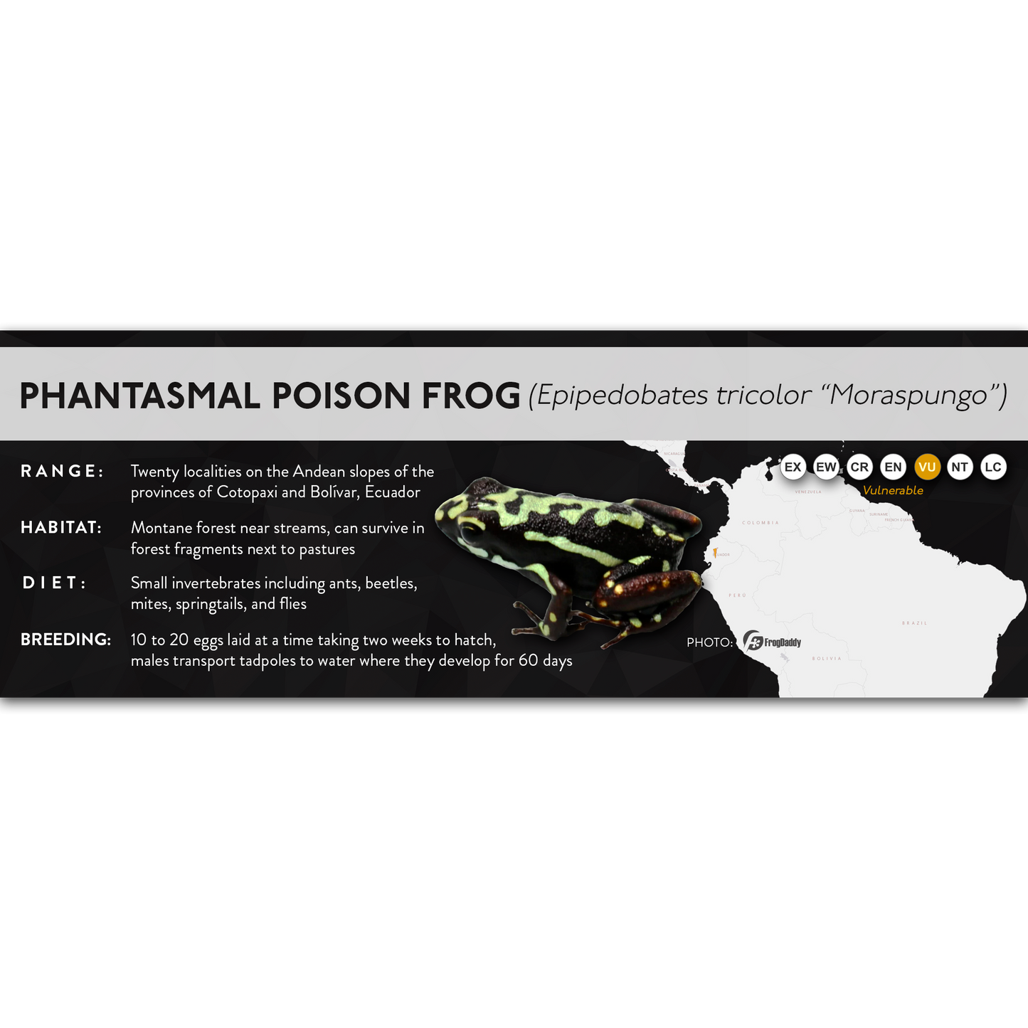 Phantasmal Poison Frog (Epipedobates tricolor) - X Label