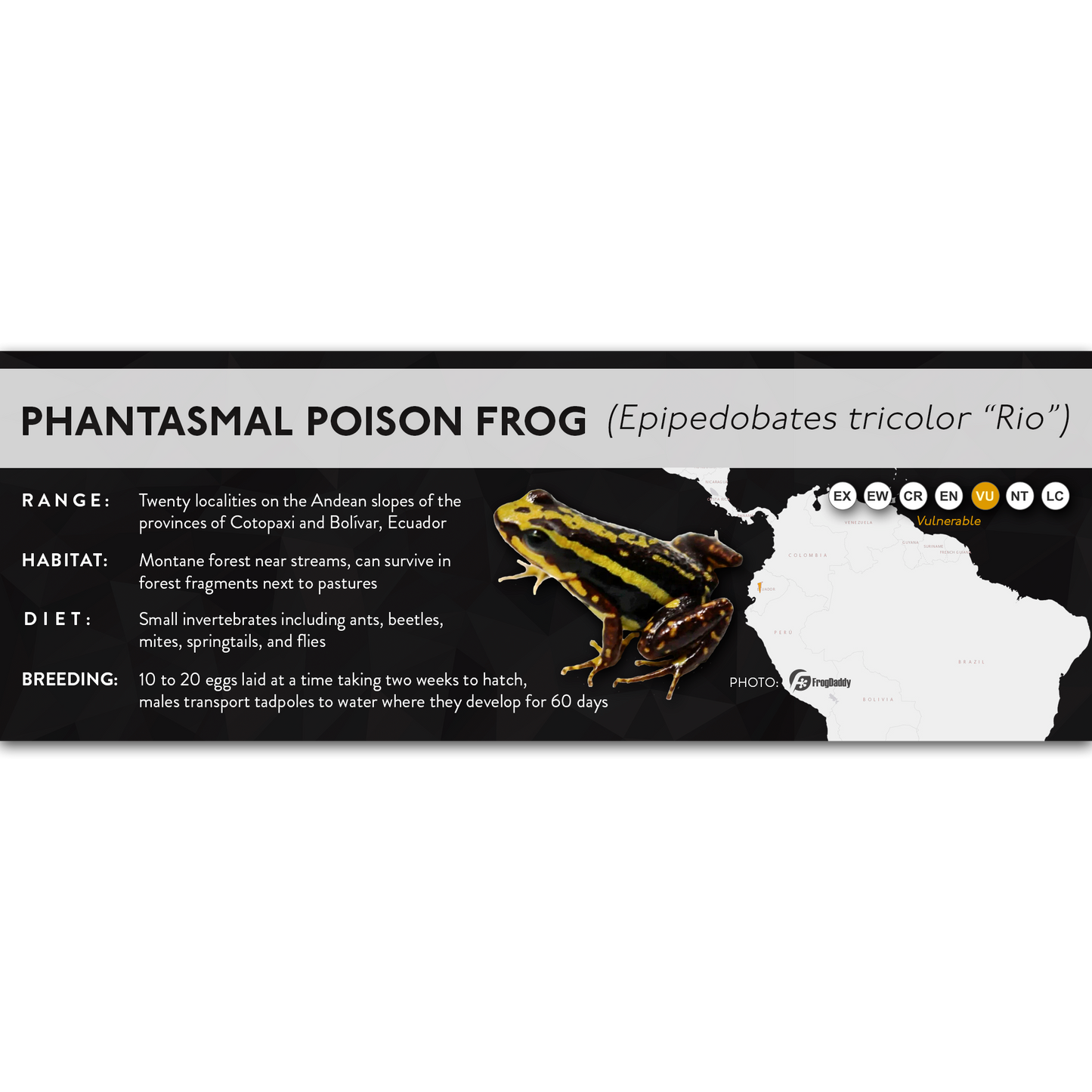 Phantasmal Poison Frog (Epipedobates tricolor) - X Label