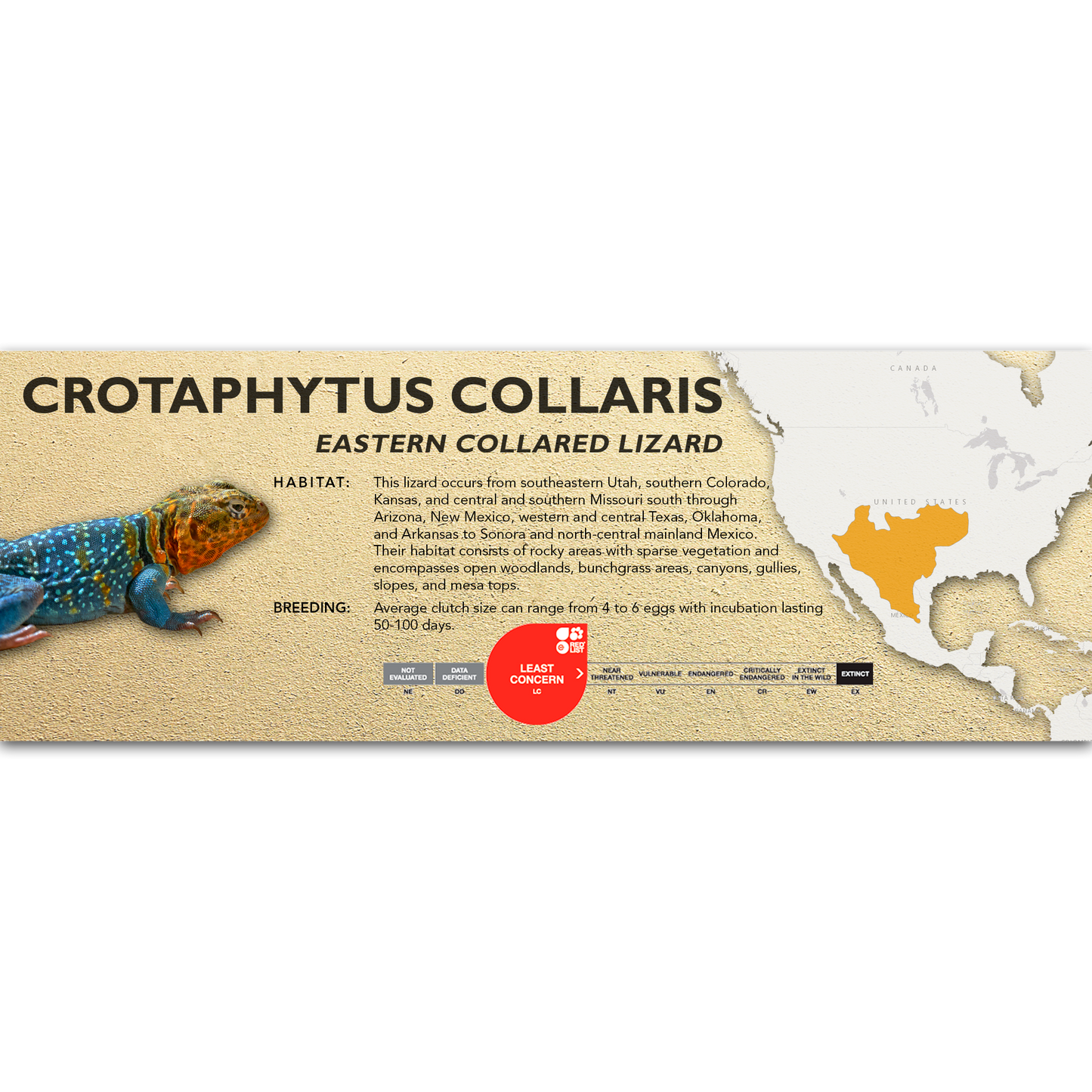 Eastern Collared Lizard (Crotaphytus collaris) Classic Vivarium Label