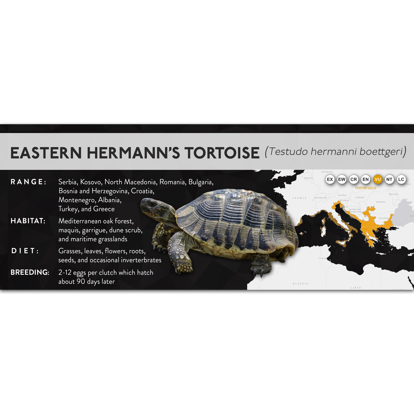 Hermann's Tortoise (Testudo hermanni) - X Label