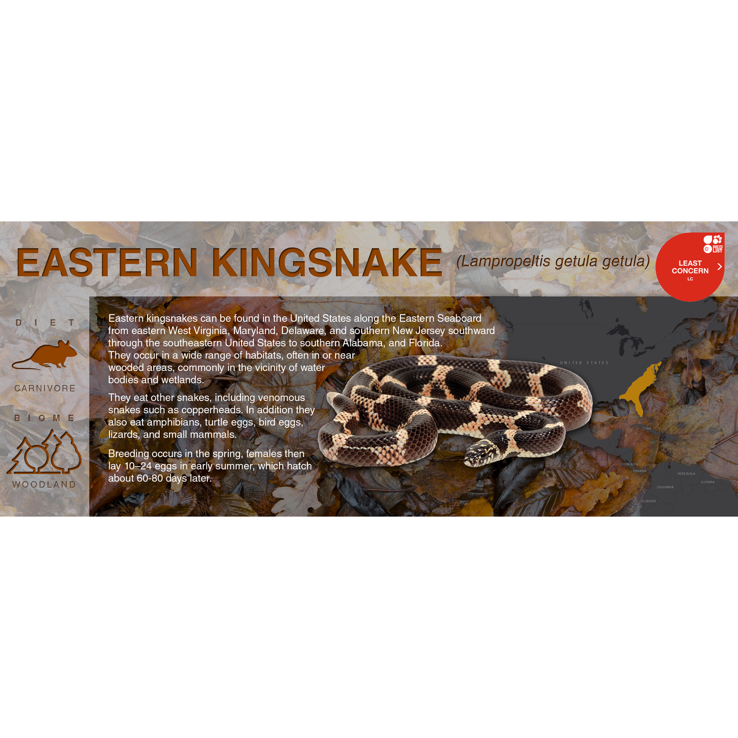 Eastern Kingsnake (Lampropeltis getula getula) - Black Series Vivarium Label