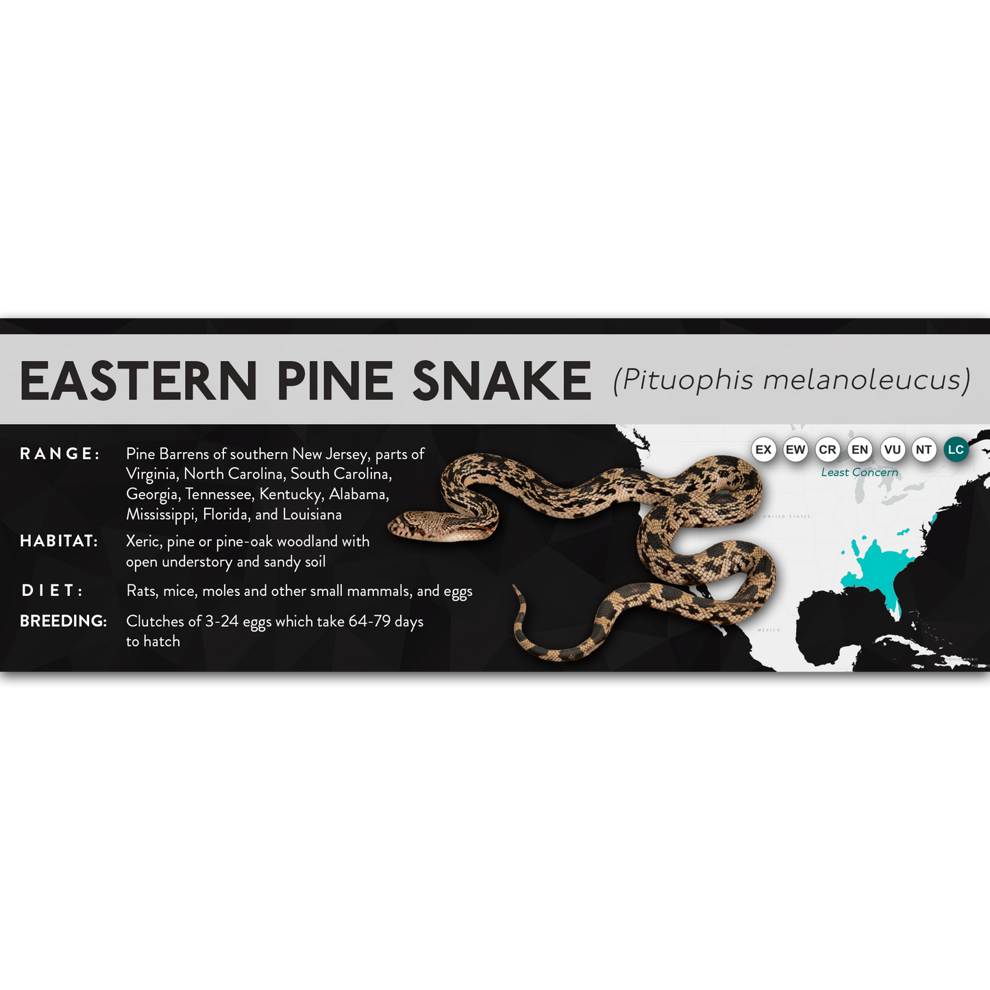 Eastern Pine Snake (Pituophis melanoleucus) - X Label