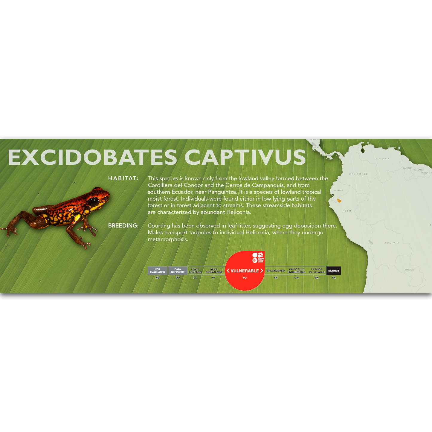 Excidobates captivus - Classic Vivarium Label